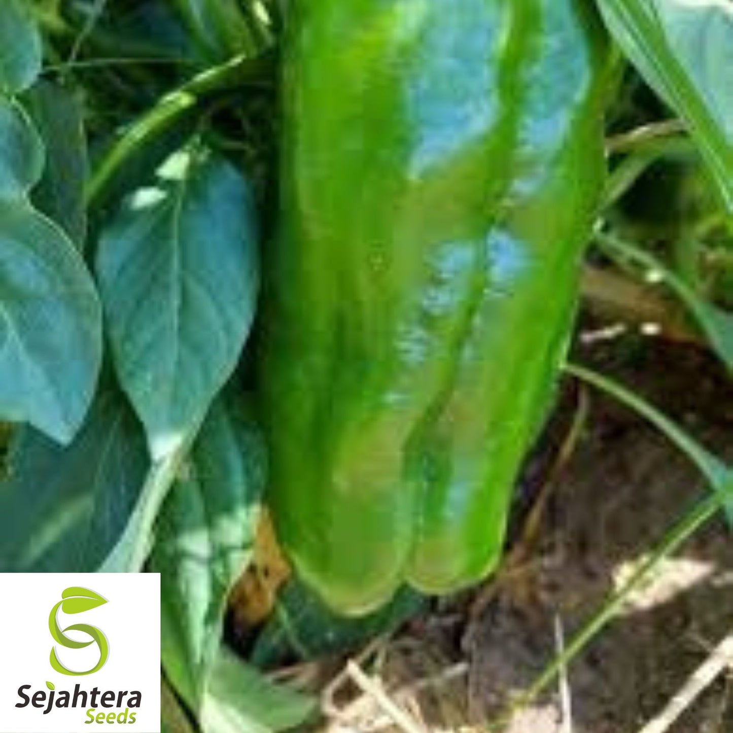Big Bertha Sweet Pepper Seeds - 25+ Heirloom - Non-GMO, Organic & Huge