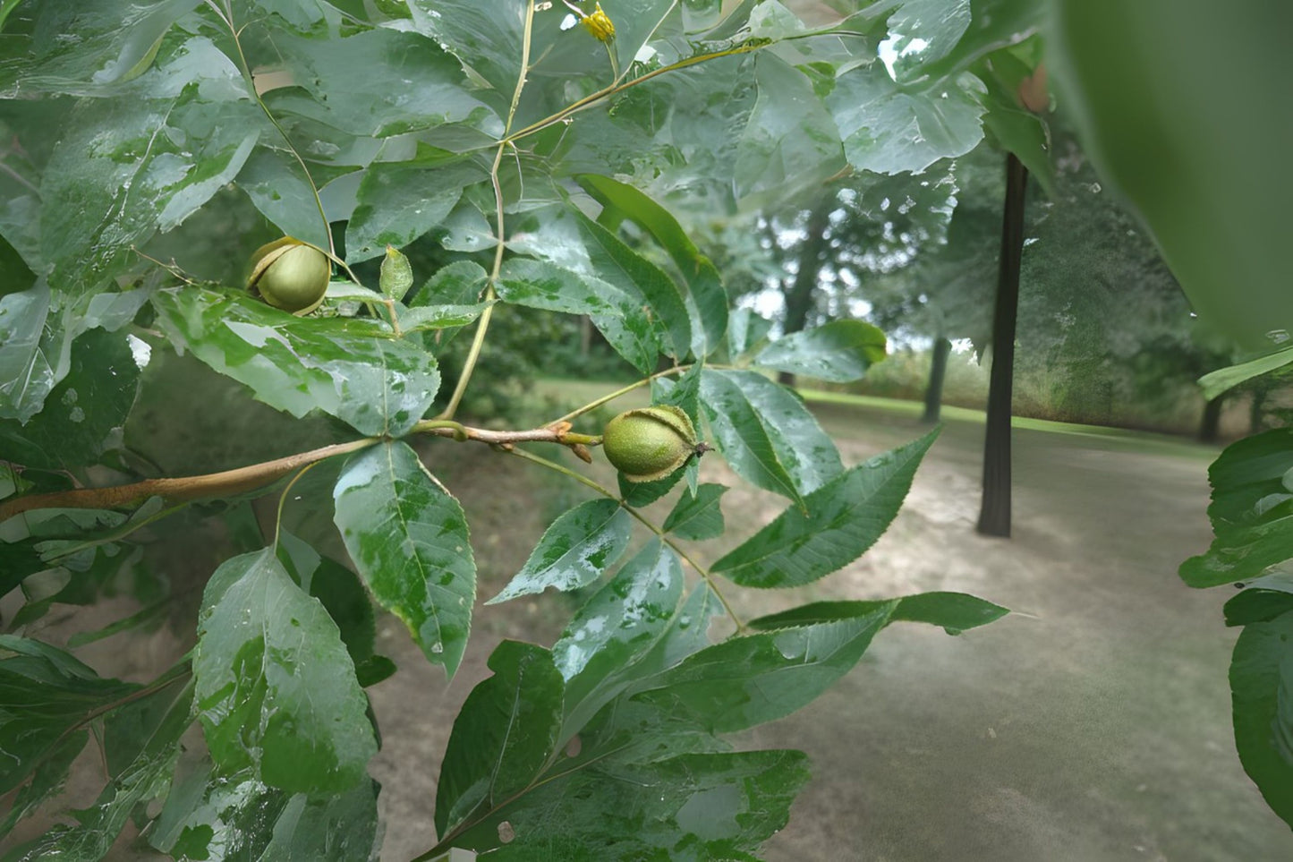 Bitternut Hickory (Carya cordiformis)
