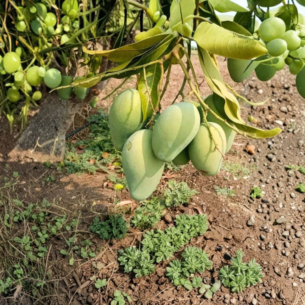 Mallika Mango Tree – Mangifera indica ‘Mallika’ Live Grafted Tree | 3 Gallon Pot | Approx. 2 Feet Tall Compact & Productive | Sweet Aromatic Fruit | Container Friendly