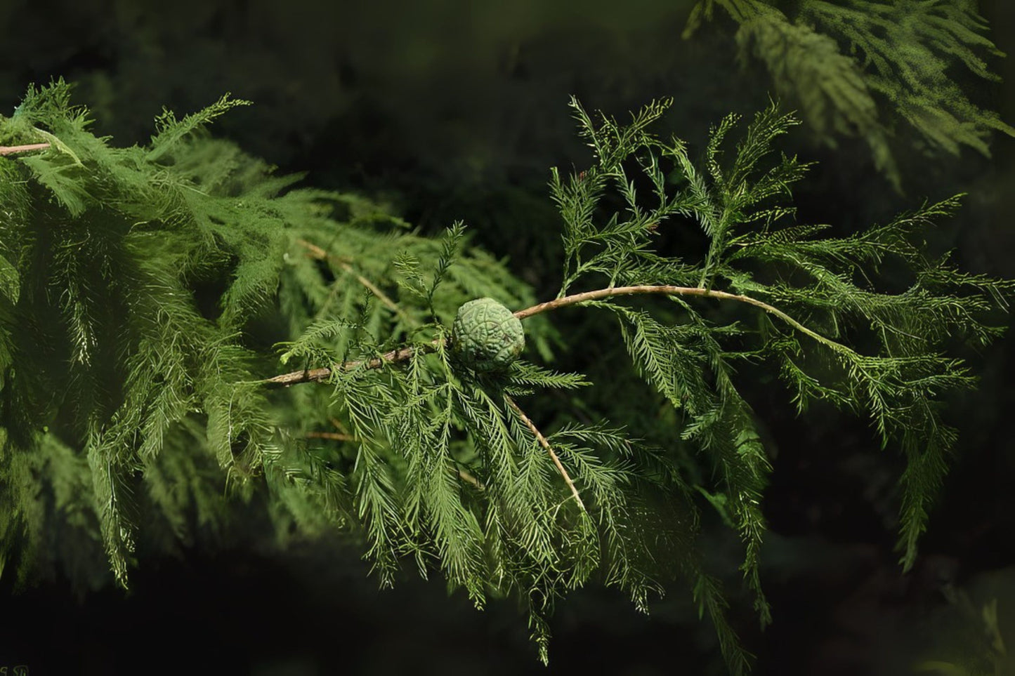Bald Cypress (Taxodium distichum Southern)