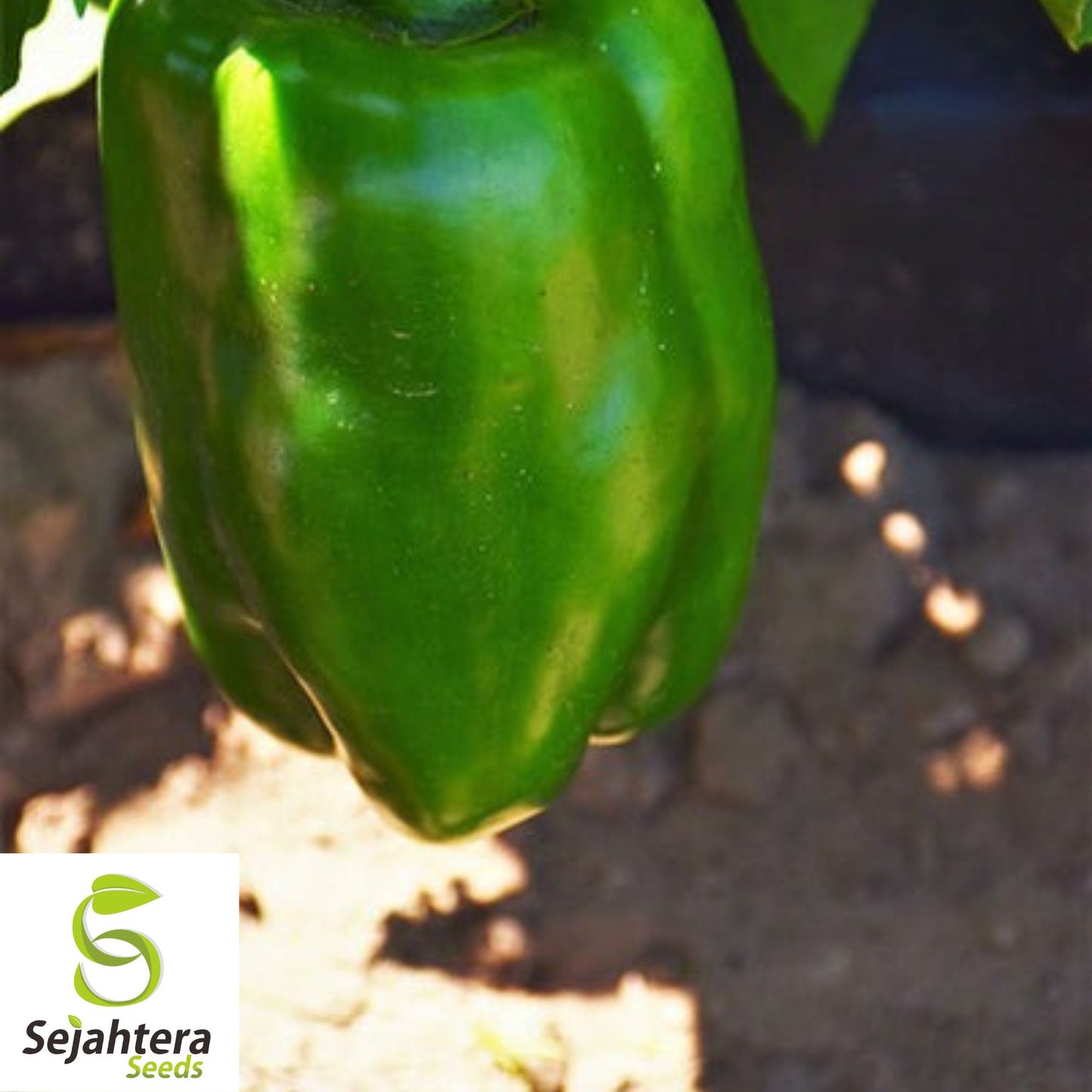 Big Bertha Sweet Pepper Seeds - 25+ Heirloom - Non-GMO, Organic & Huge