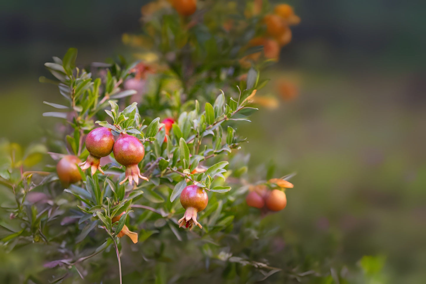 Dwarf Pomegranate (Punica granatum 'Nana')