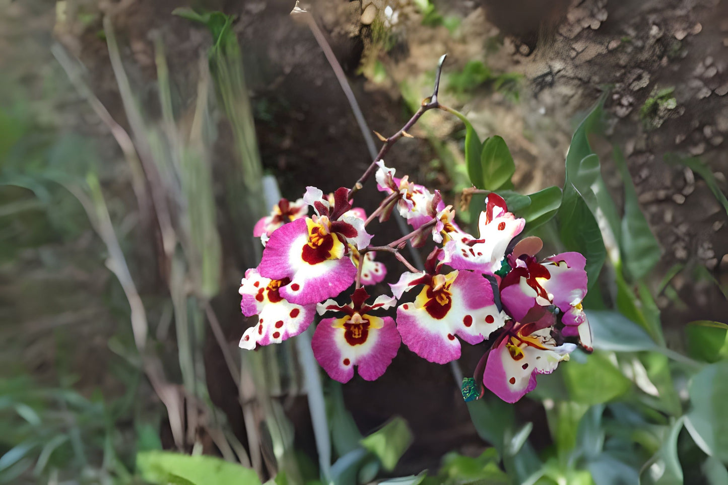 Tolumnia Plant 3" Pot Pink Lady Variety (Tolumnia Jairak Firm) - Healthy Orchid for Home Garden and Collection