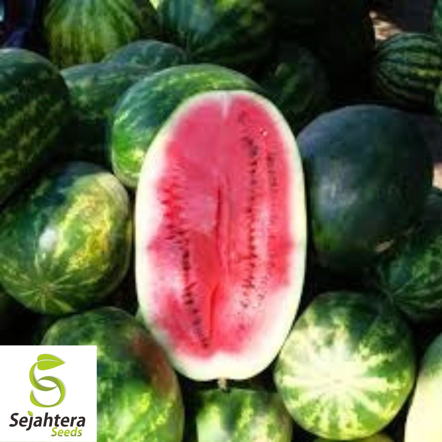 Charleston Grey Watermelon Seeds - 25+ Heirloom, Organic, Non-GMO & Giant