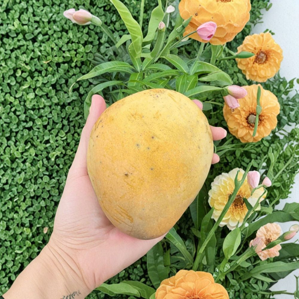 Sweet Tart Mango Tree – Mangifera indica ‘Sweet Tart’ Live Grafted Tree | 3–5 Feet Tall | 7 Gallon Size Bold Sweet-Tart Flavor | Fiberless Flesh | High Demand Variety