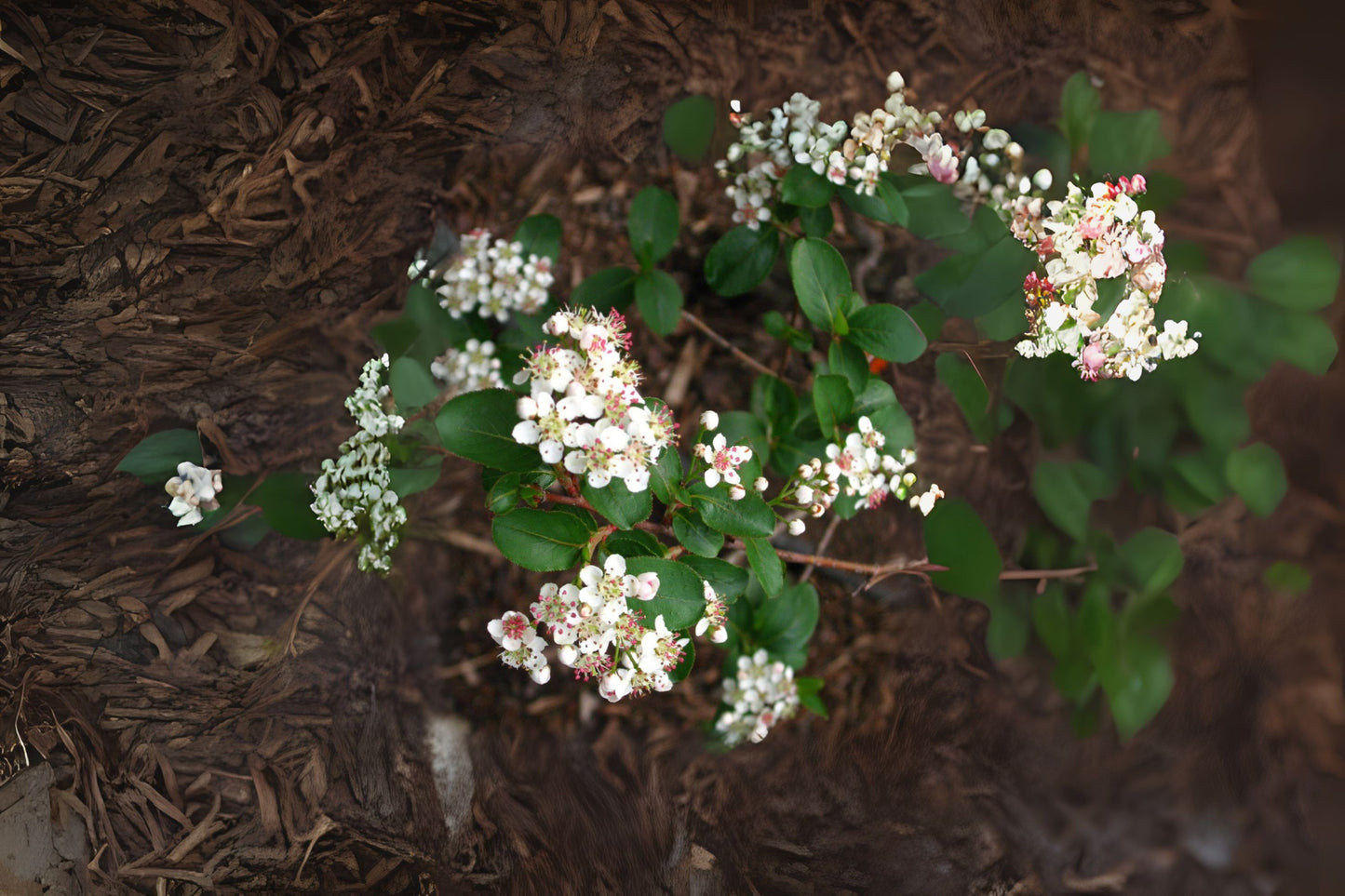 Black Chokeberry Black-seeded Chokeberry (Aronia melanocarpa)