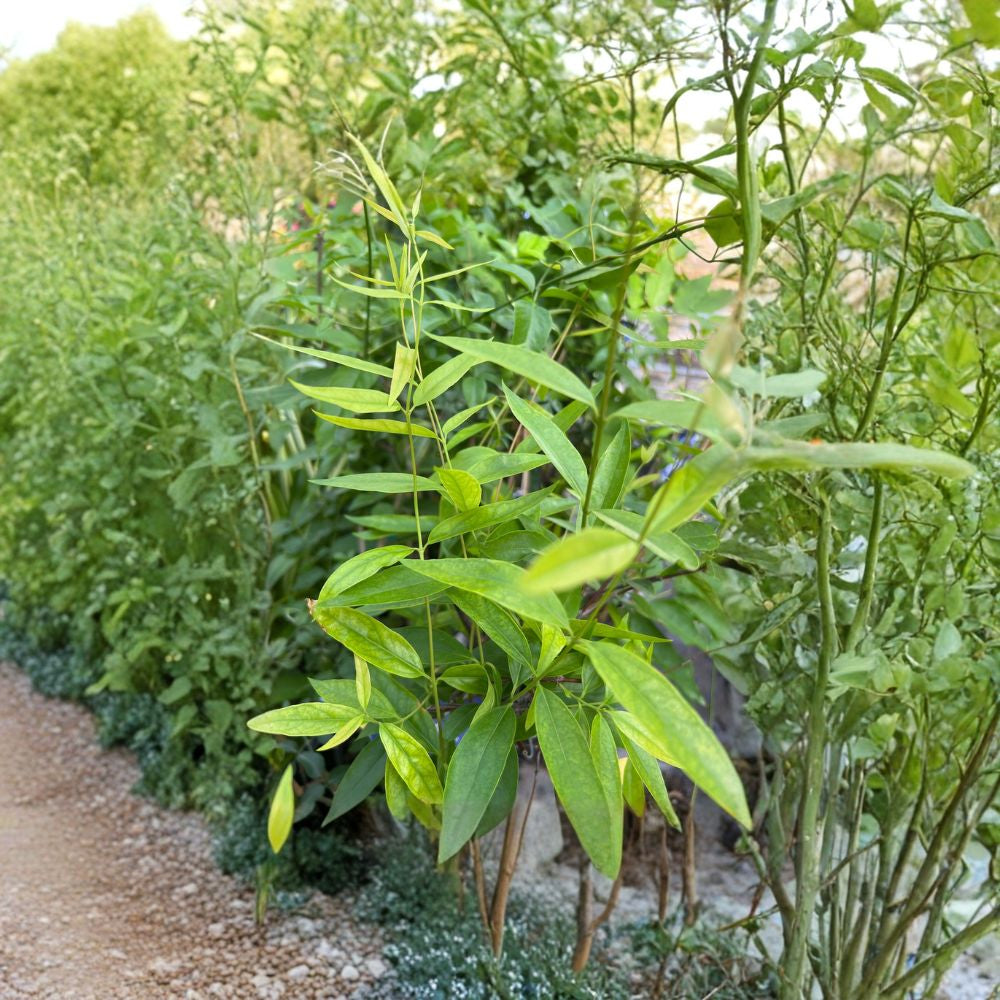 Carolina Jasmine – Gelsemium sempervirens Live Vine | 1–2 Feet Tall | Includes 1 Gallon Nursery Pot Fragrant Yellow Flowers | Evergreen Climber | Late Winter Blooms