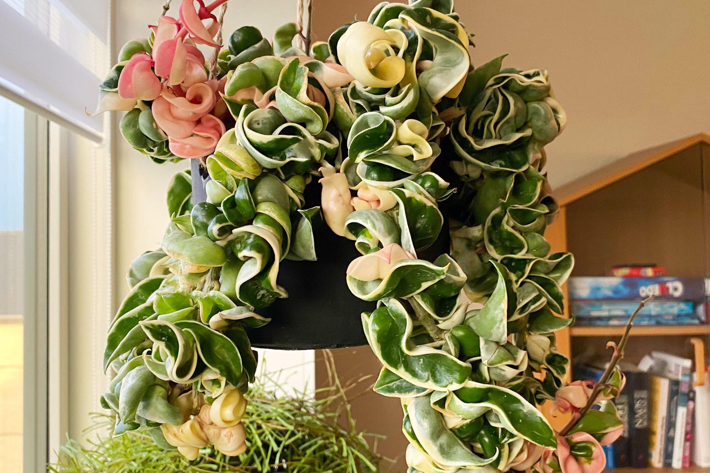 Hoya Compacta Variegata Plant - Variegated Hindu Rope - Hoya carnosa compacta variegata - Tropical Indoor Houseplant