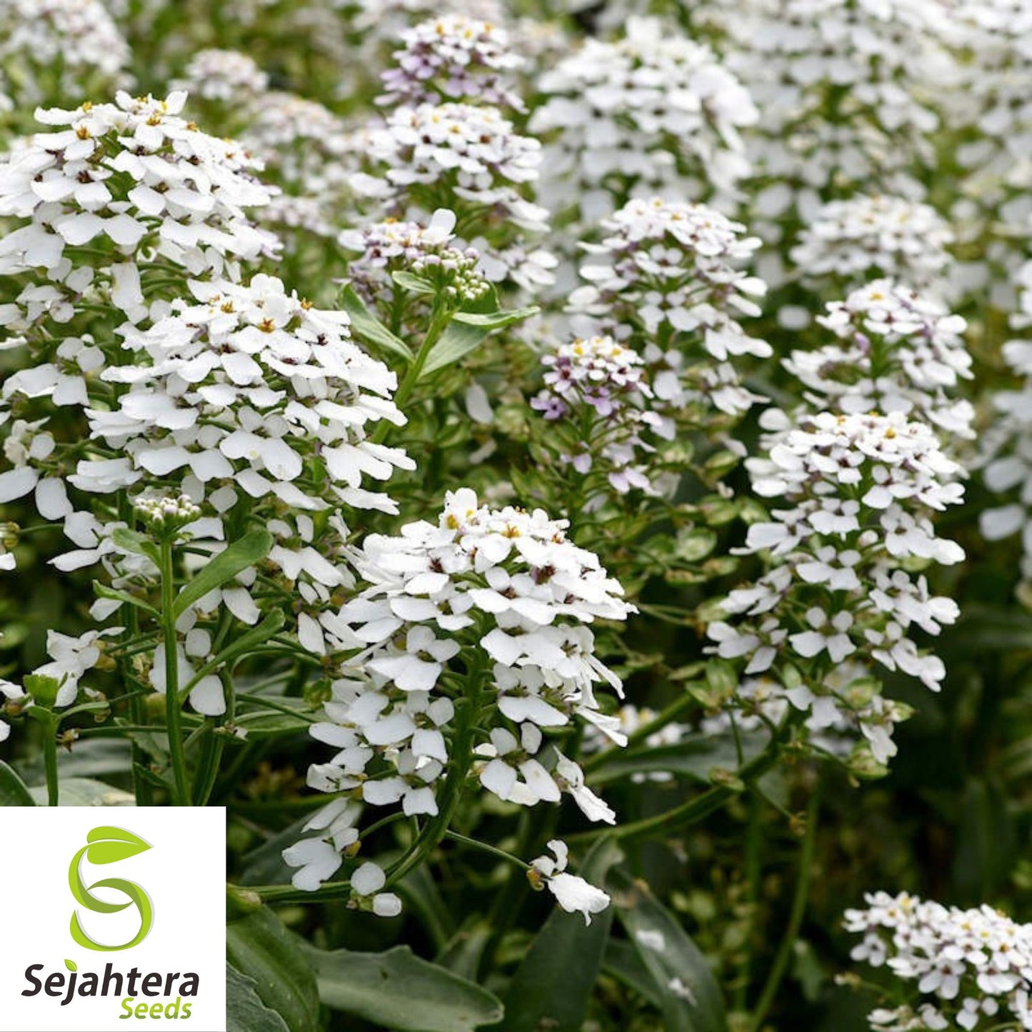 Candytuft Empress Rocket Seeds 250+ | Iberis amara Annual Flower USA