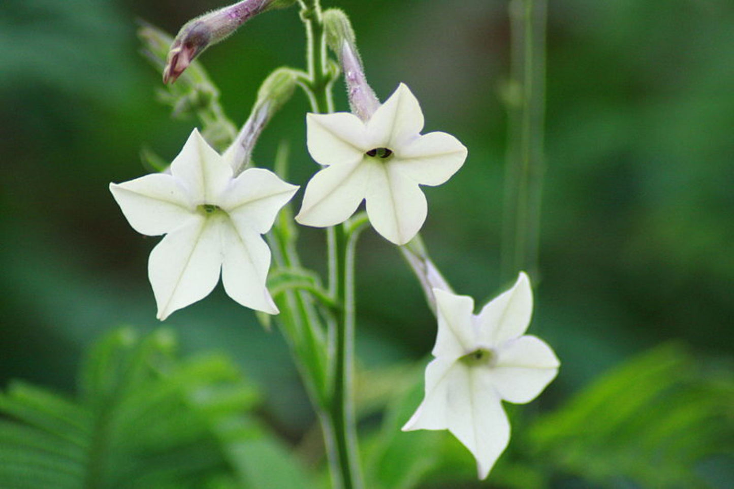 Flowering Tobacco Jasmine Tobacco (Nicotiana alata)