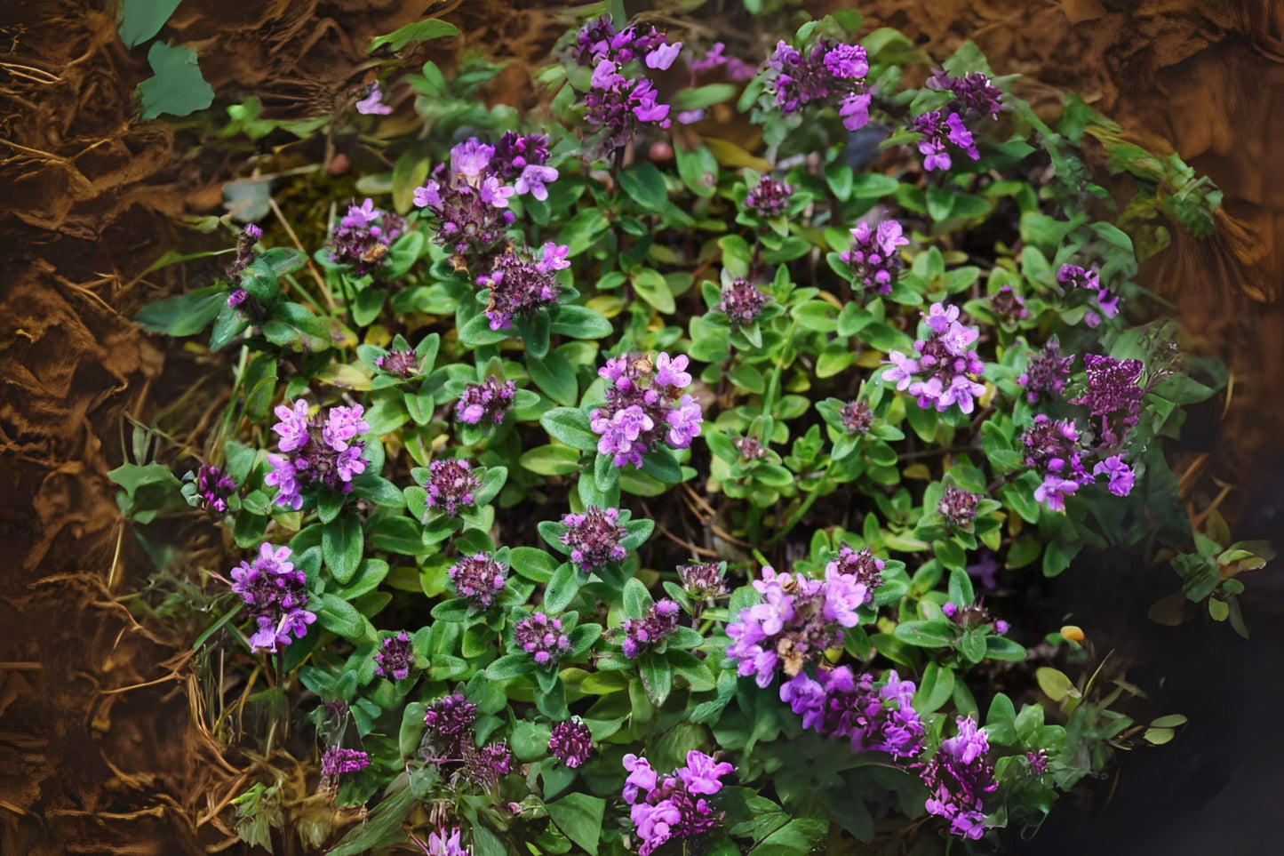 Breckland Thyme Creeping Wild Thyme (Thymus serpyllum)