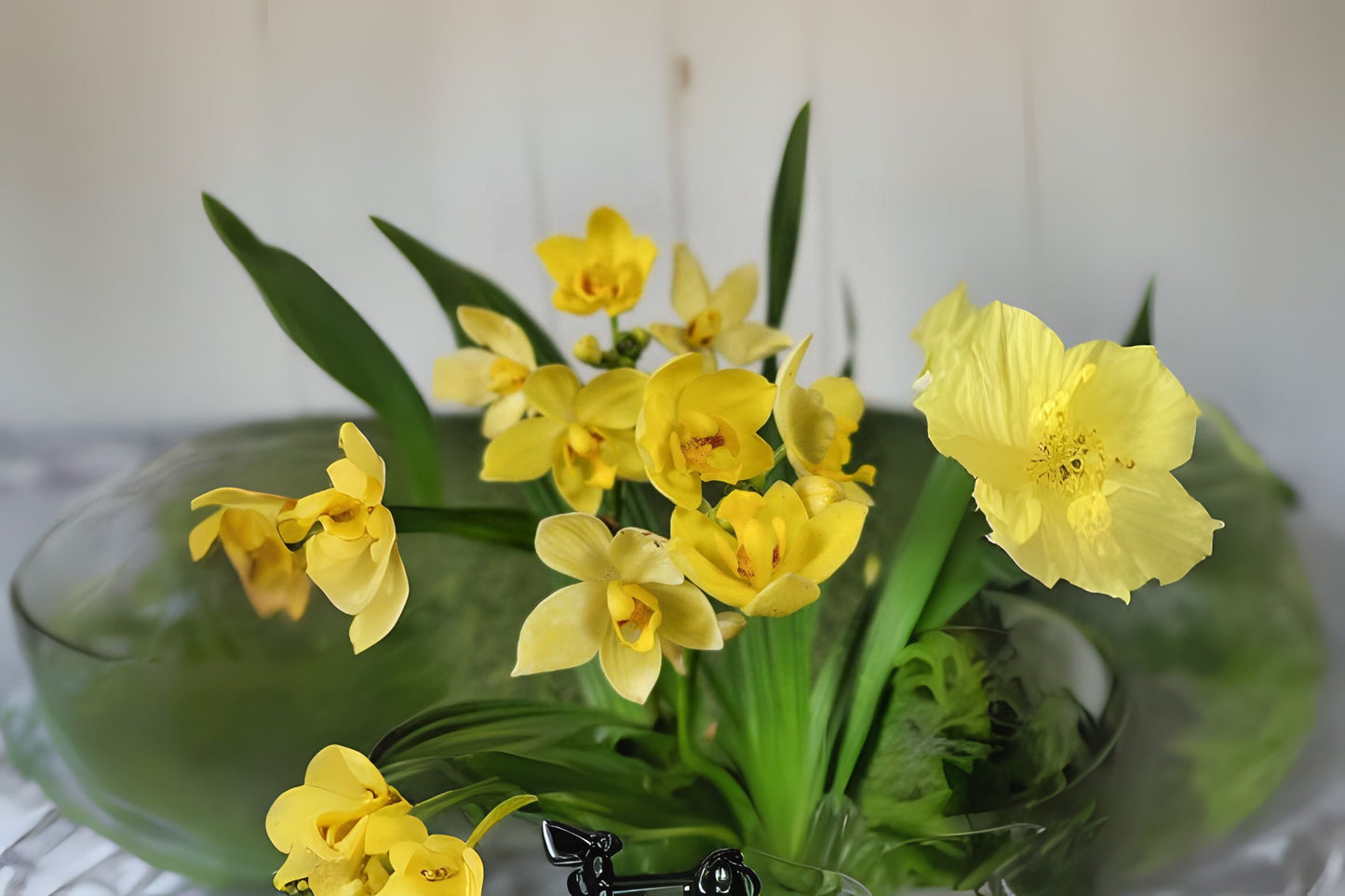 Spathoglottis plicata 'Yellow' - 6in Pot Ground Orchid with Vibrant Yellow Flowers | Easy Care Tropical Plant