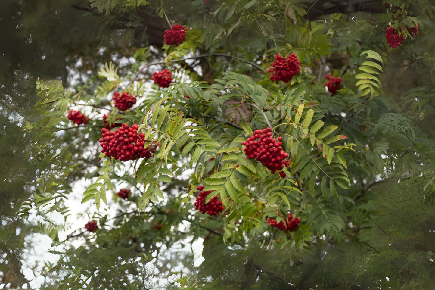 European Mountain Ash (Sorbus aucuparia)