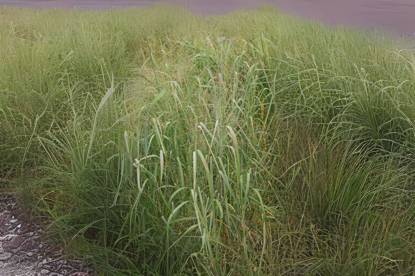 Cave-in-rock Switch Grass Switchgrass (Panicum virgatum 'Cave-in-Rock')