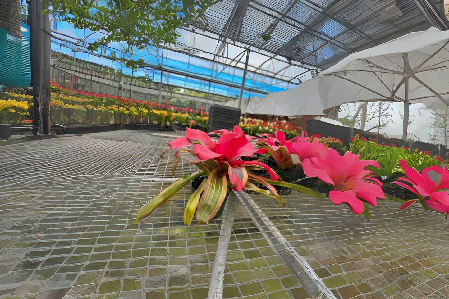 Neoregelia Serendipity Bromeliad Plant in 6" Pot - Pink Serendipity, Green Foliage, Easy Care, Tropical Houseplant