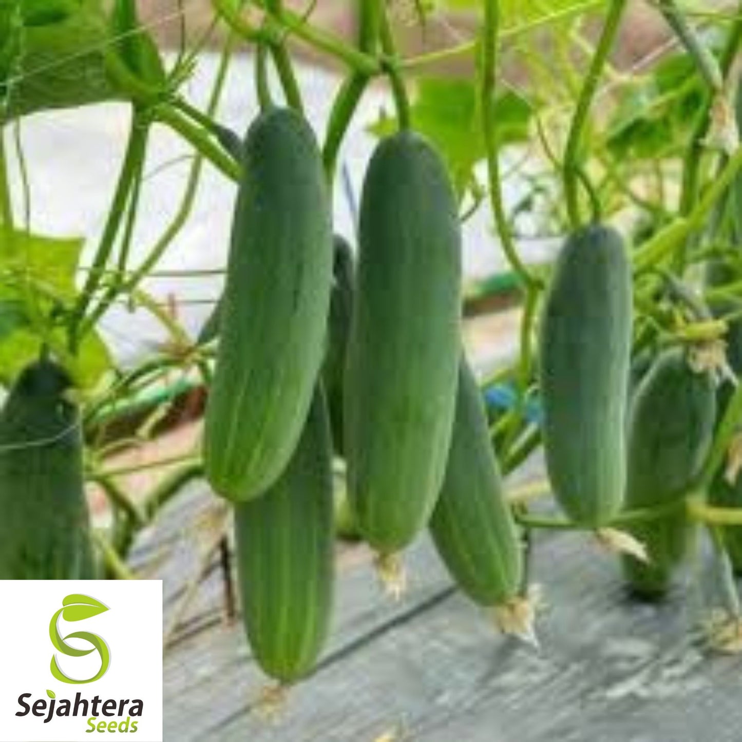 50+ Marketer Cucumber Seeds - Non-GMO, Crisp & Heirloom Variety