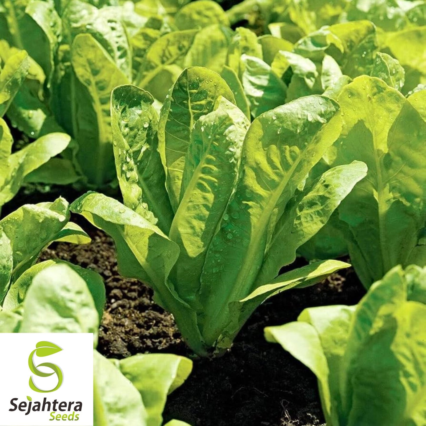 Red Romaine Lettuce Seeds - 500 Organic Heirloom - Crisp & Nutritious - Non-GMO