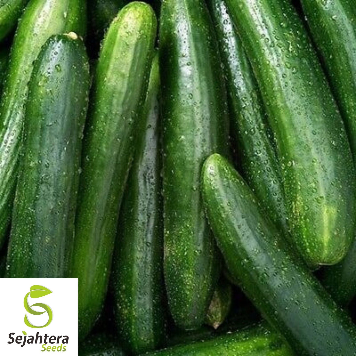 50+ Marketer Cucumber Seeds - Non-GMO, Crisp & Heirloom Variety