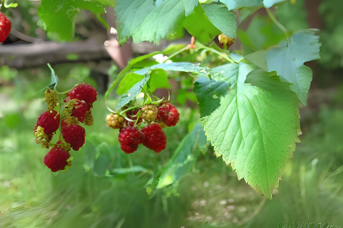 European Raspberry Framboise Red Raspberry (Rubus idaeus)