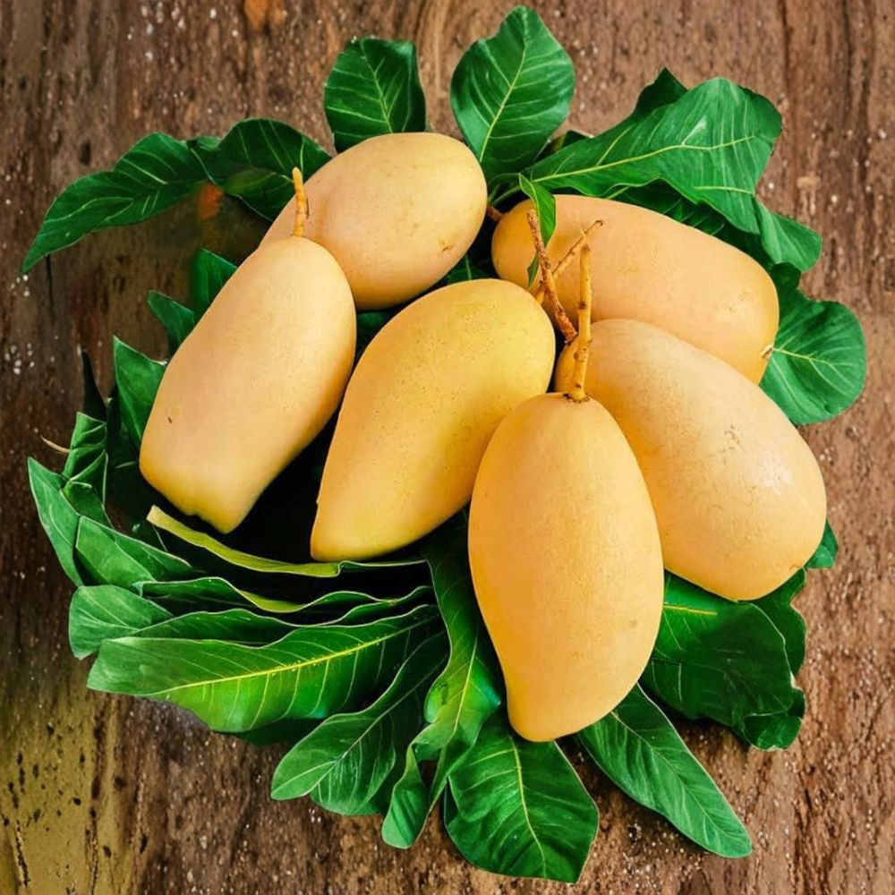 Nam Dok Mai Mango Tree – Mangifera indica ‘Nam Dok Mai’ Live Seedling | 6–10 Inches Tall | Rare Thai Yellow Variety Sweet Golden Fruit | Tropical Favorite | Grow From Seed