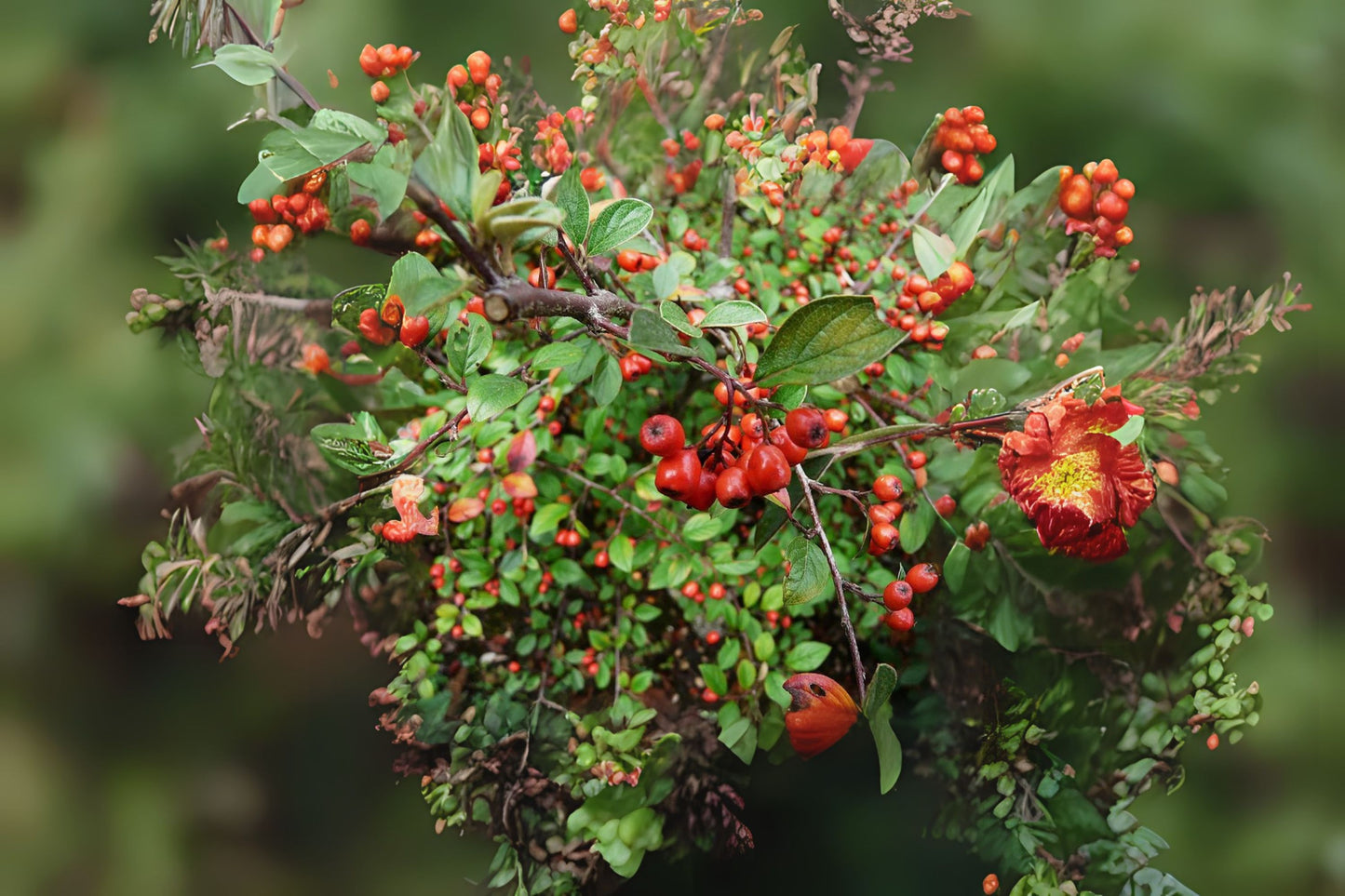 Franchet Franchets Orange Wintergreen (Cotoneaster franchetii dried berries)