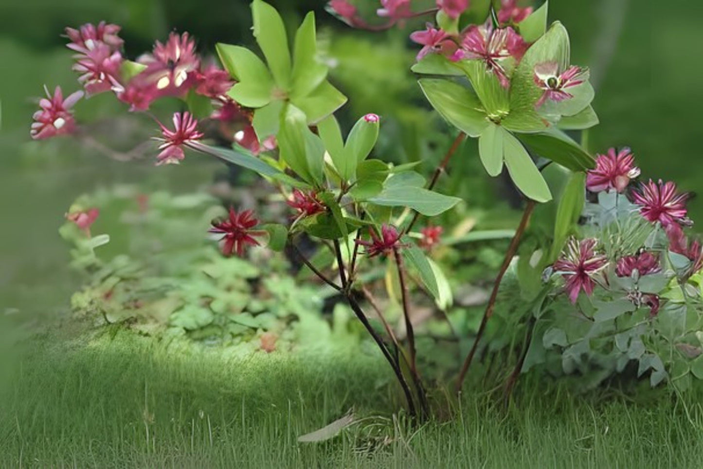 Star Anise Staranise Tree (Illicium verum)