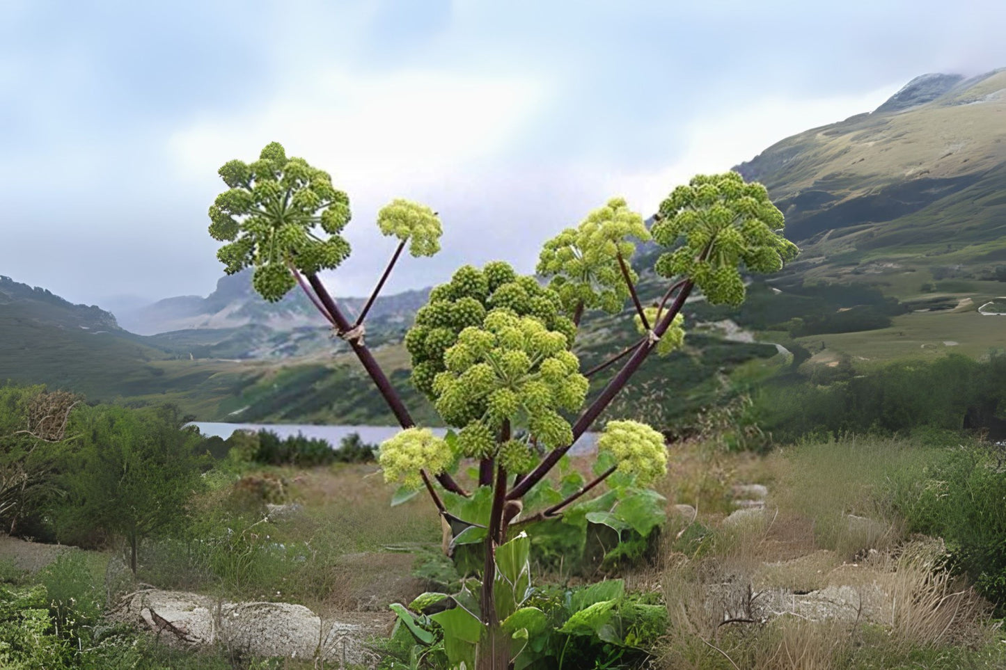 Angelica Archangel Norwegian Angelica Parship (Angelica archangelica)