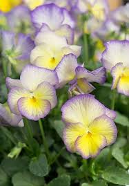 Sweetheart MagnifiScent Viola 4 Inch Live Plant – Viola × hybrida 'Sweetheart'