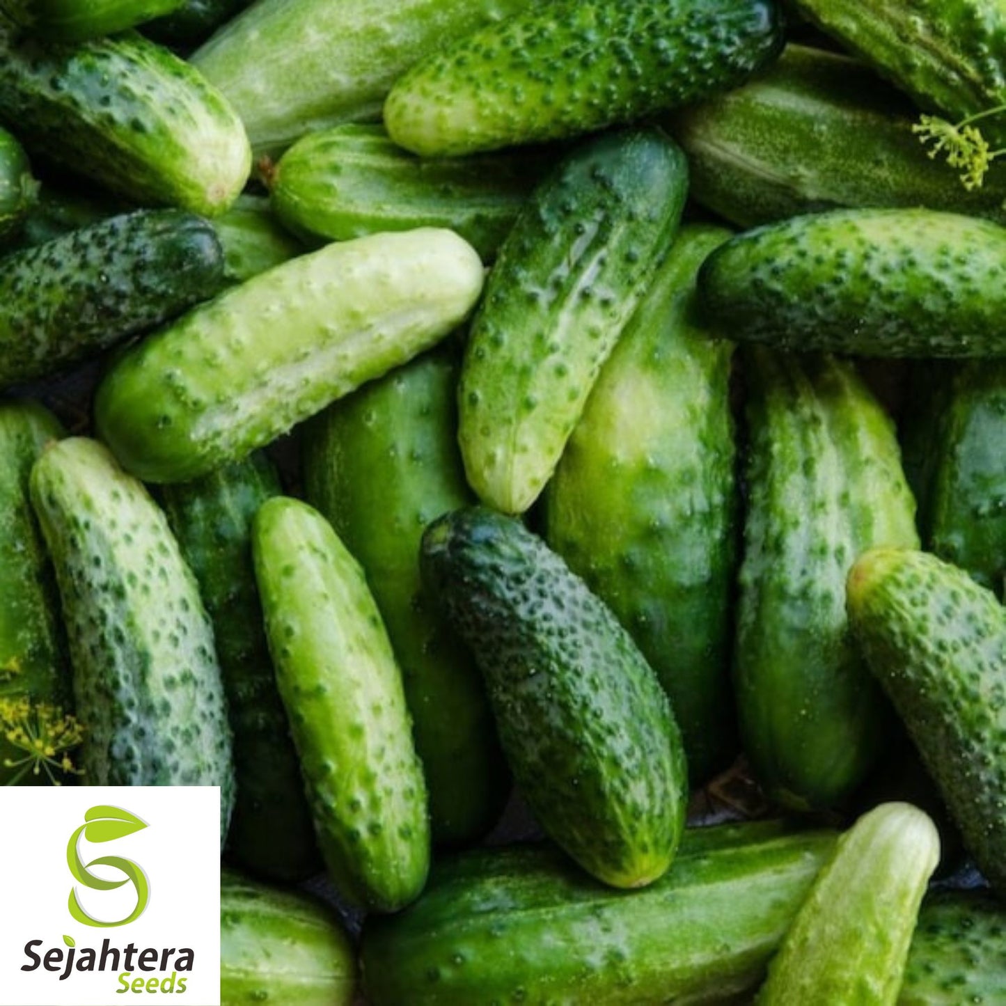 50+ Marketer Cucumber Seeds - Non-GMO, Crisp & Heirloom Variety