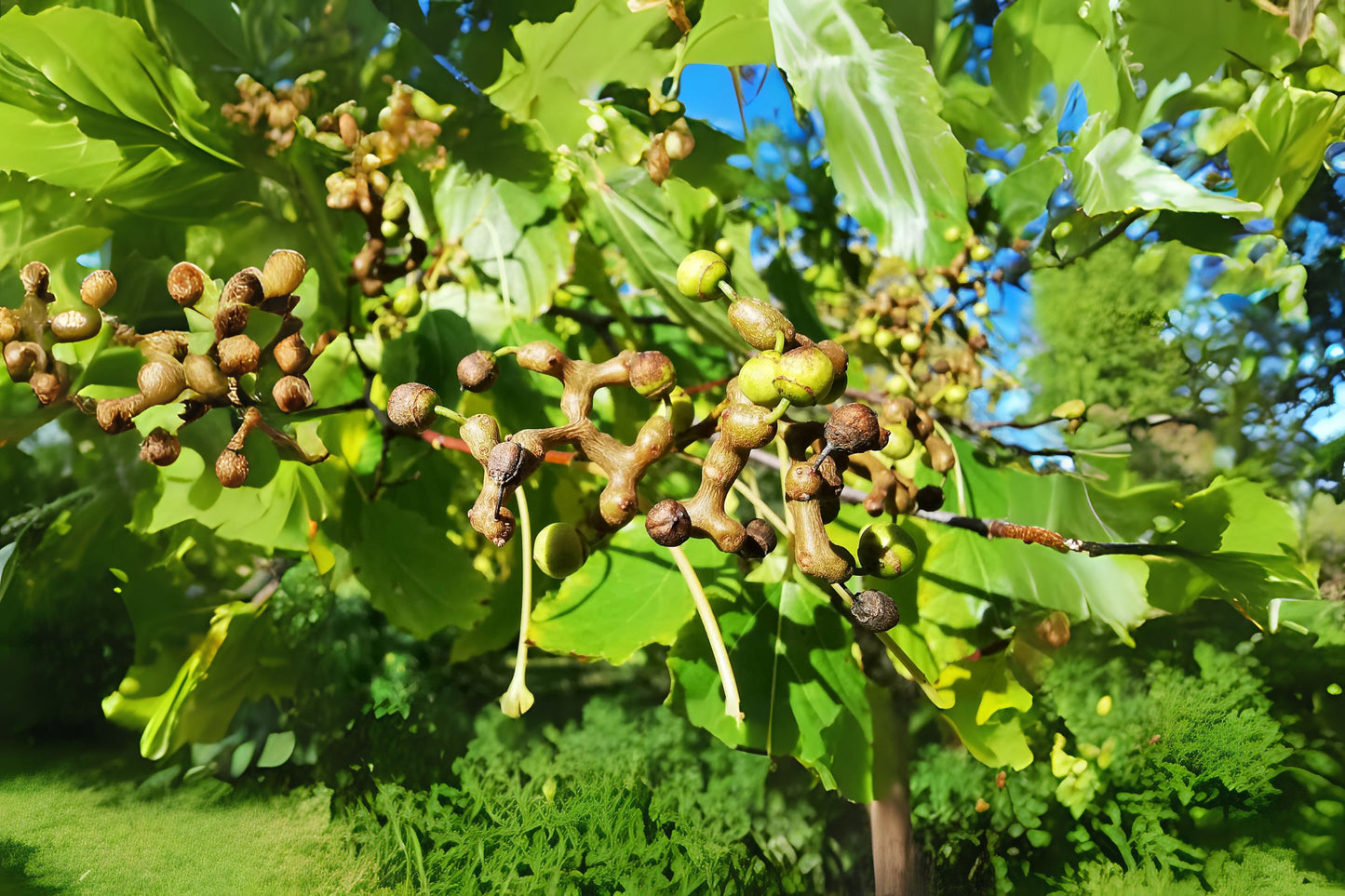 Japanese Raisin Oriental Tree (Hovenia dulcis)