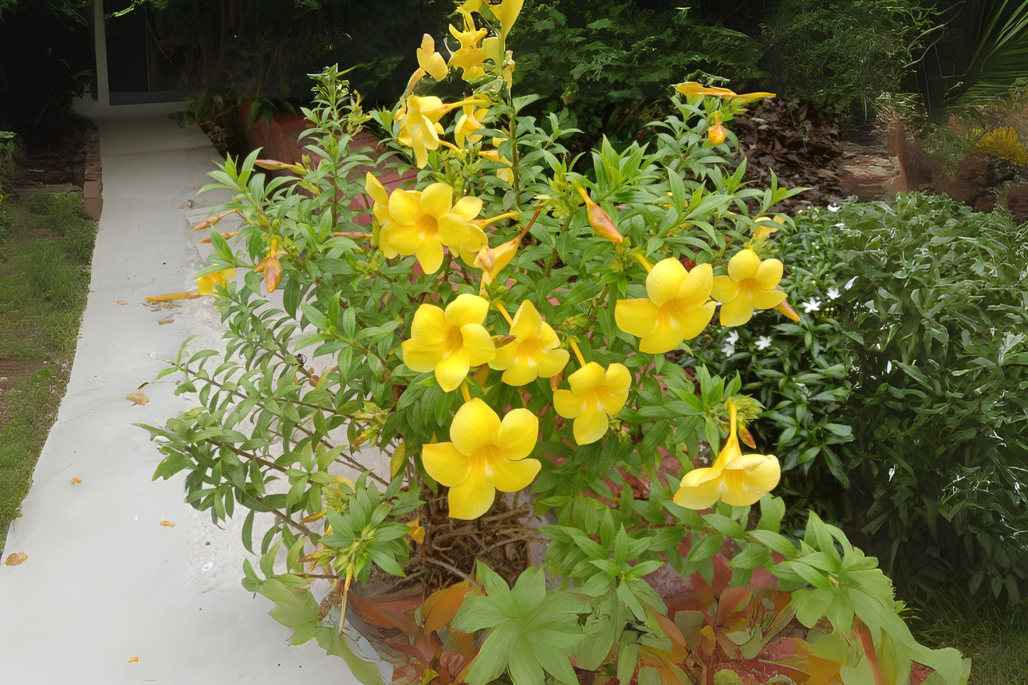 Allamanda Plant - 1 Gal Golden Trumpet Blooms - Allamanda cathartica - Tropical Outdoor Shrub for Gardens and Containers