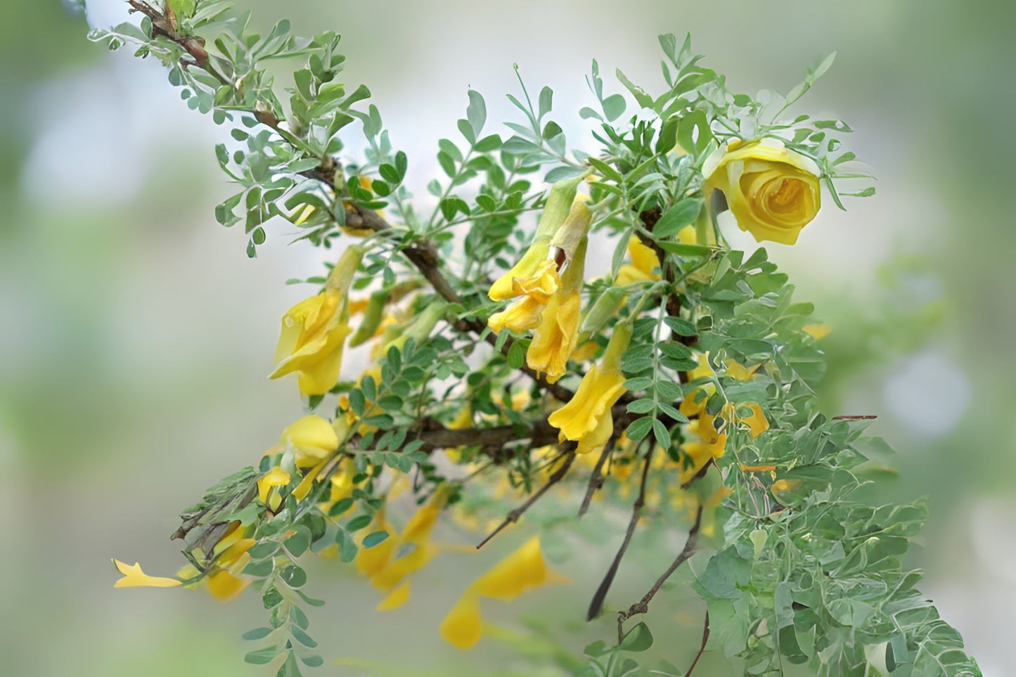 Littleleaf Caragana Littleleaf Peashrub (Caragana microphylla)
