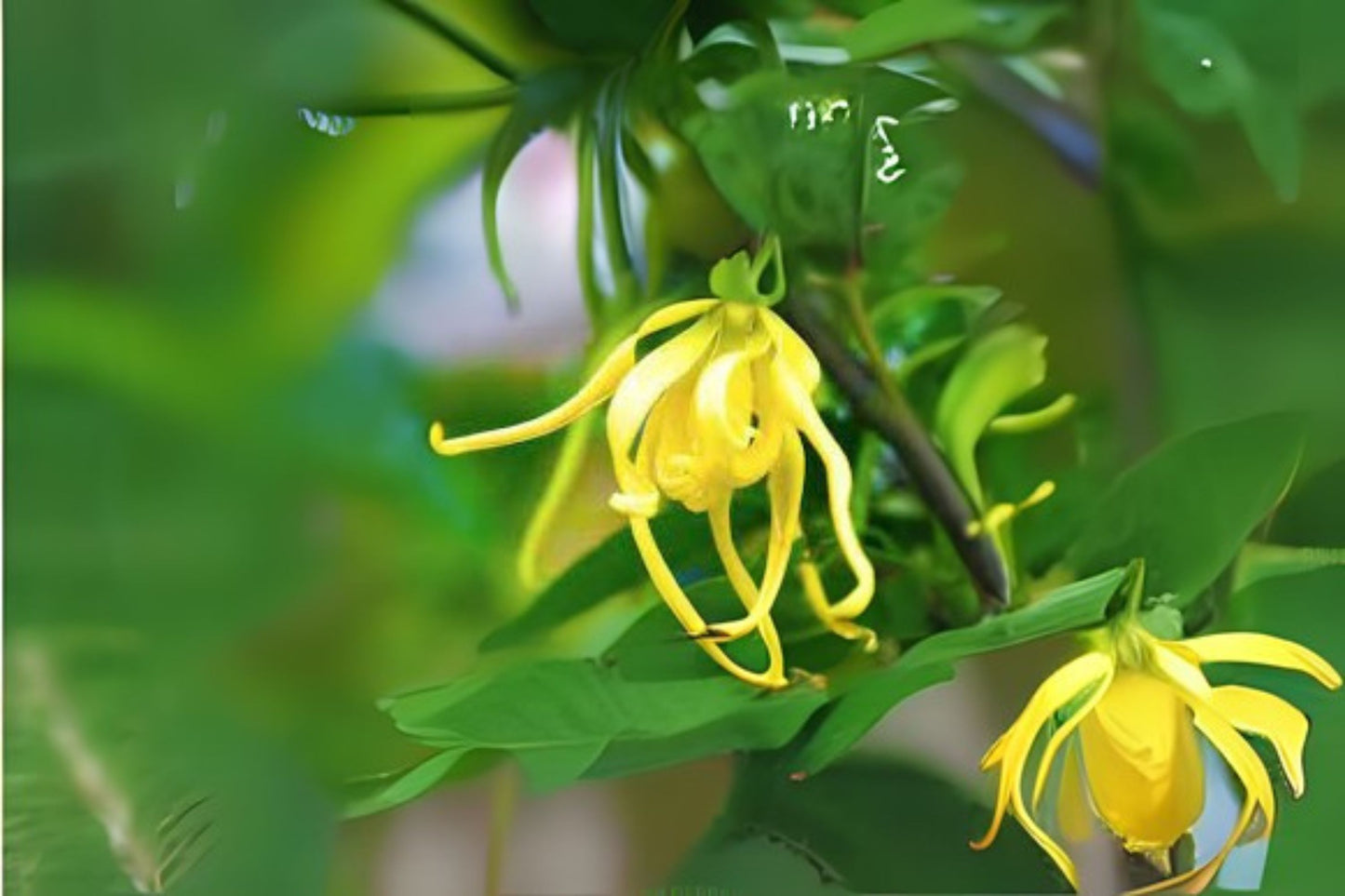 Ylang Ylang Tree Seeds - 10 Fresh Seeds, Cananga odorata, Fragrant Flowers for Perfume, Easy to Grow