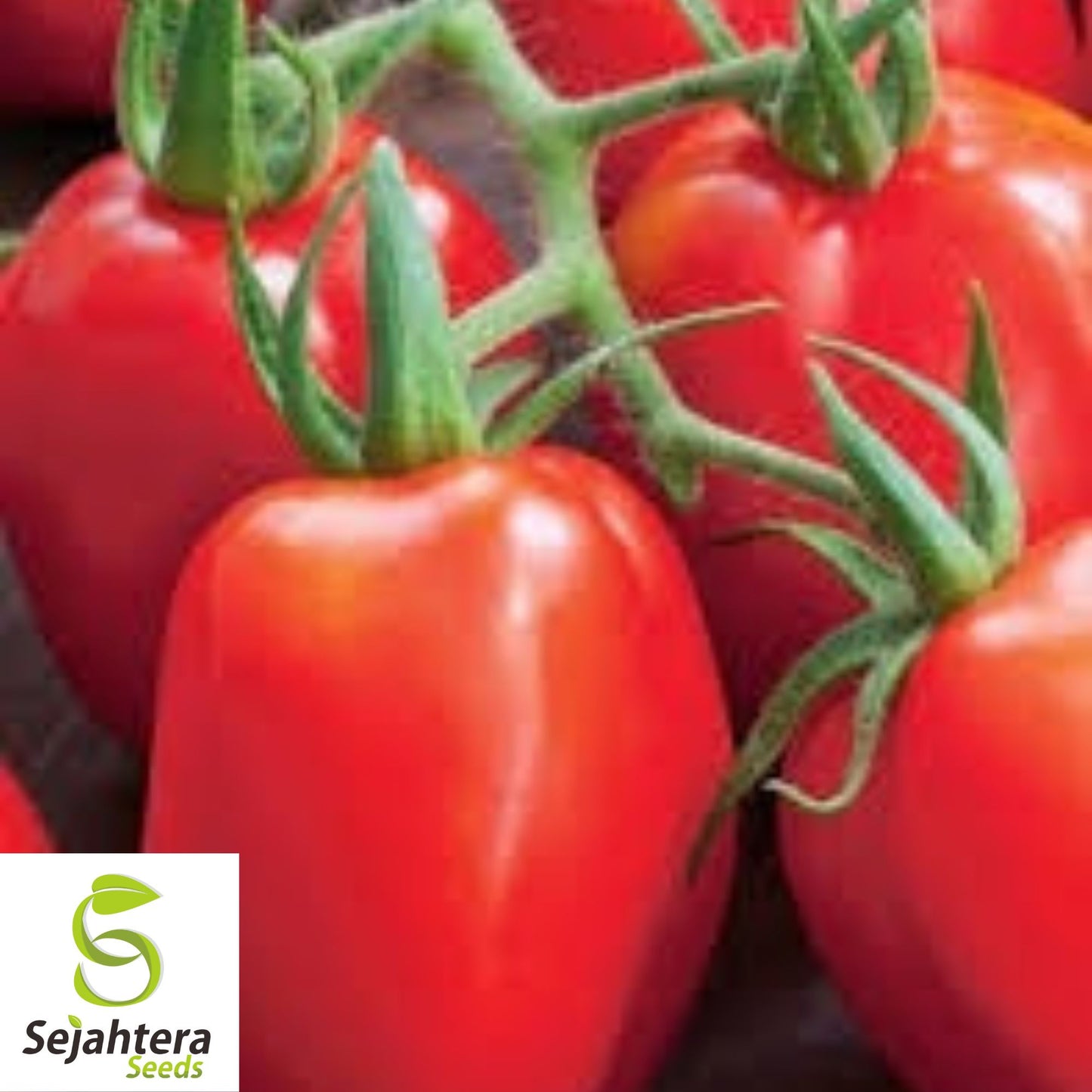 Roma Tomato Seeds - 120+ Organic Heirloom - Non-GMO - Perfect for Sauces