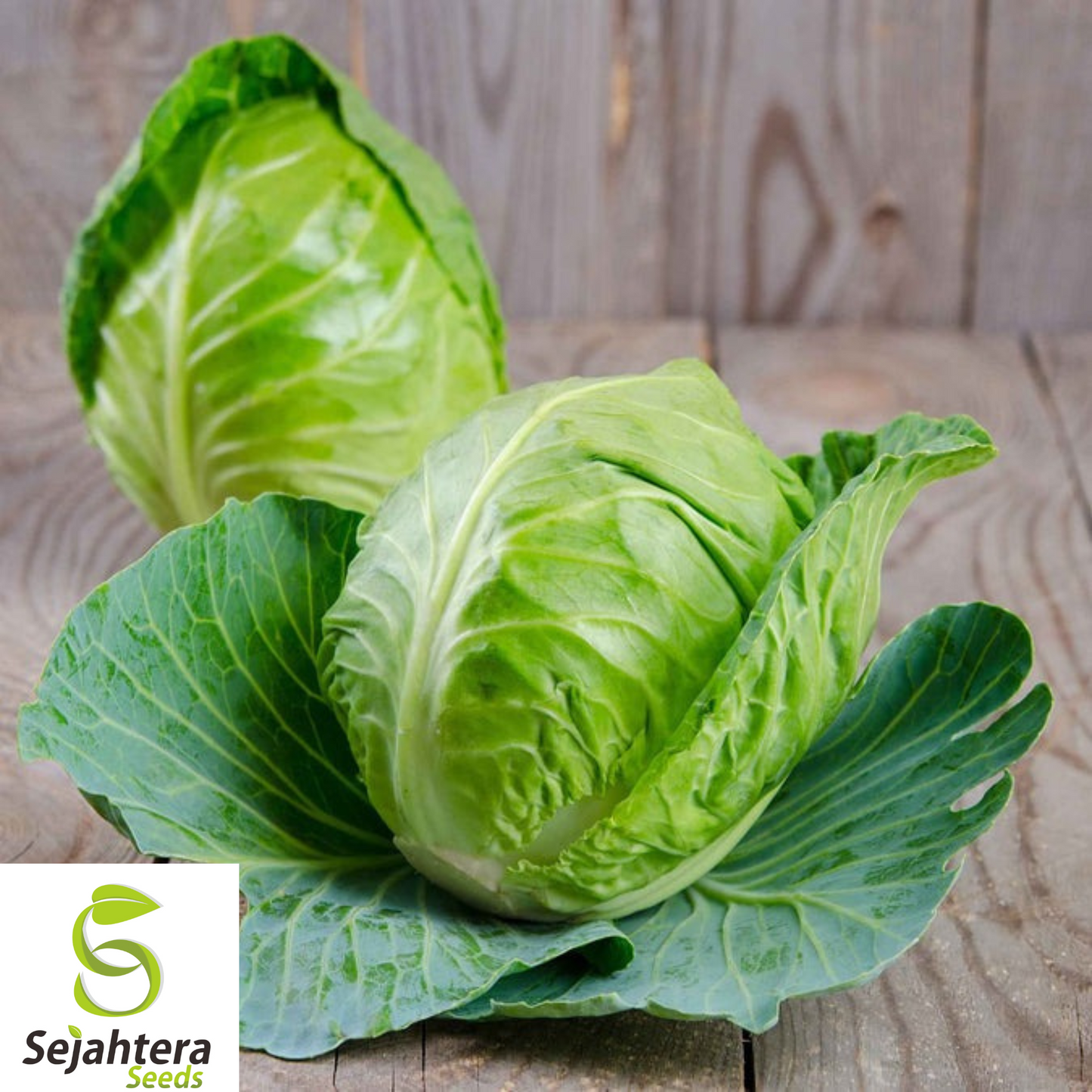 Charleston Wakefield Cabbage Seeds - 200+ Heirloom, Non-GMO, Fresh & Hardy