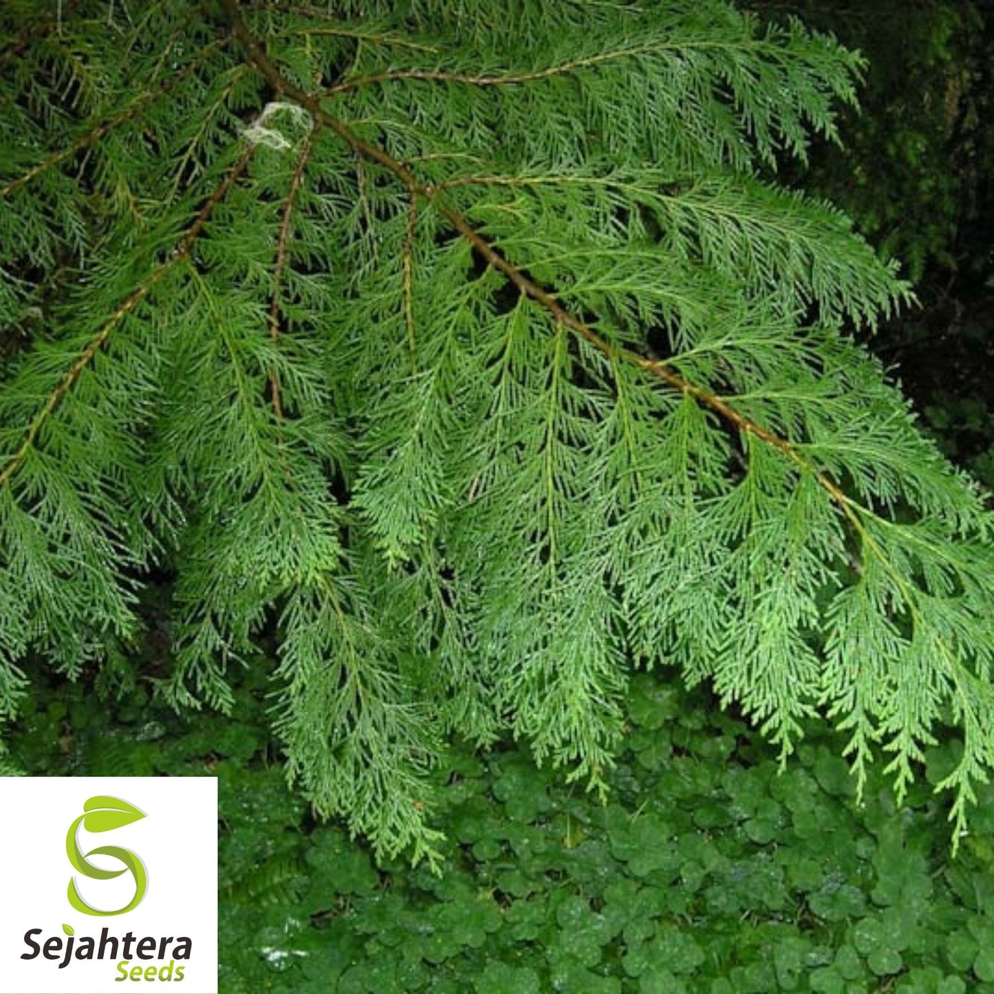 Port Orford Cedar Tree Seeds {Chamaecyparis lawsoniana} 25+ Seeds