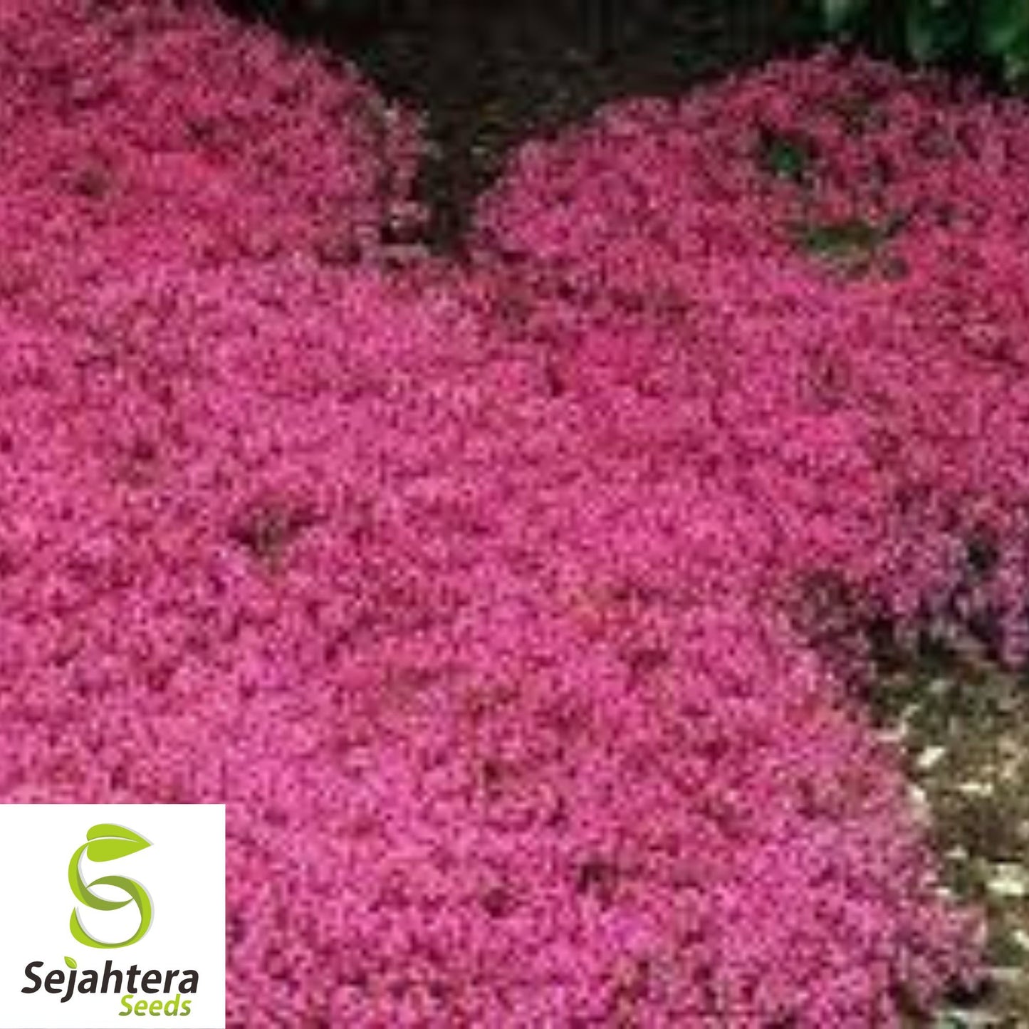 Red Creeping Thyme Seeds - 1000+ Non-GMO Groundcover, Perennial & Fresh