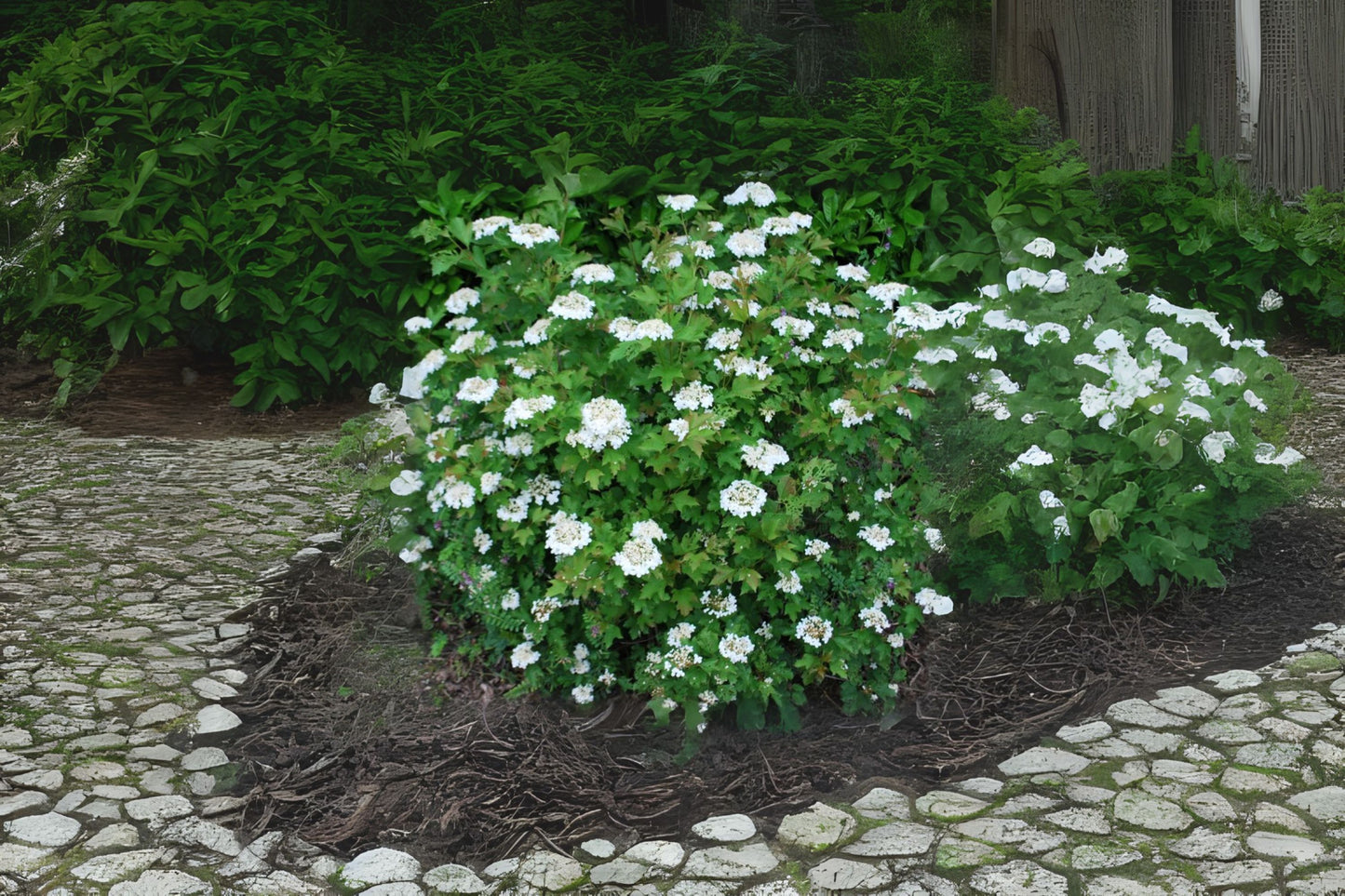 European Cranberrybush European Highbush Cranberry (Viburnum opulus)