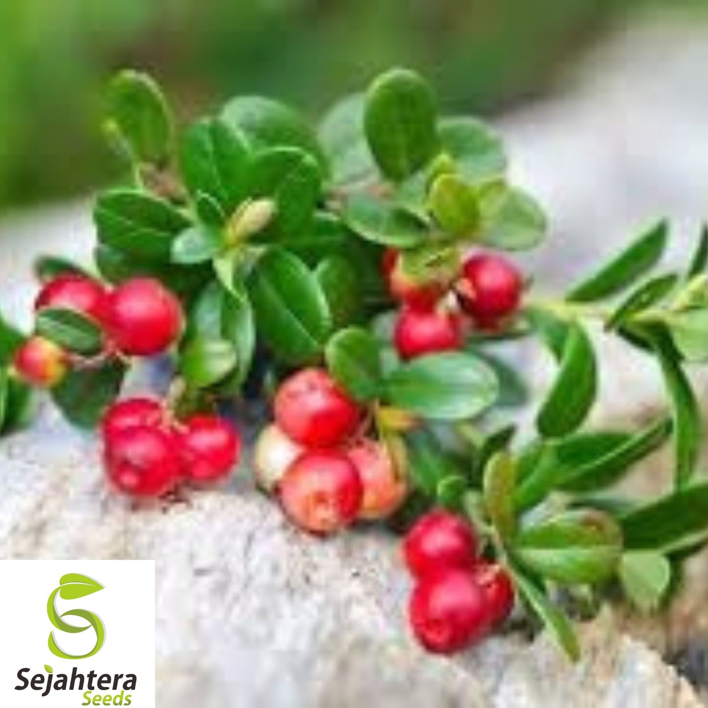 25+ Lingonberry Seeds - Vaccinium Vitis-Idaea, Superfruit, Cold-Hardy & Rare