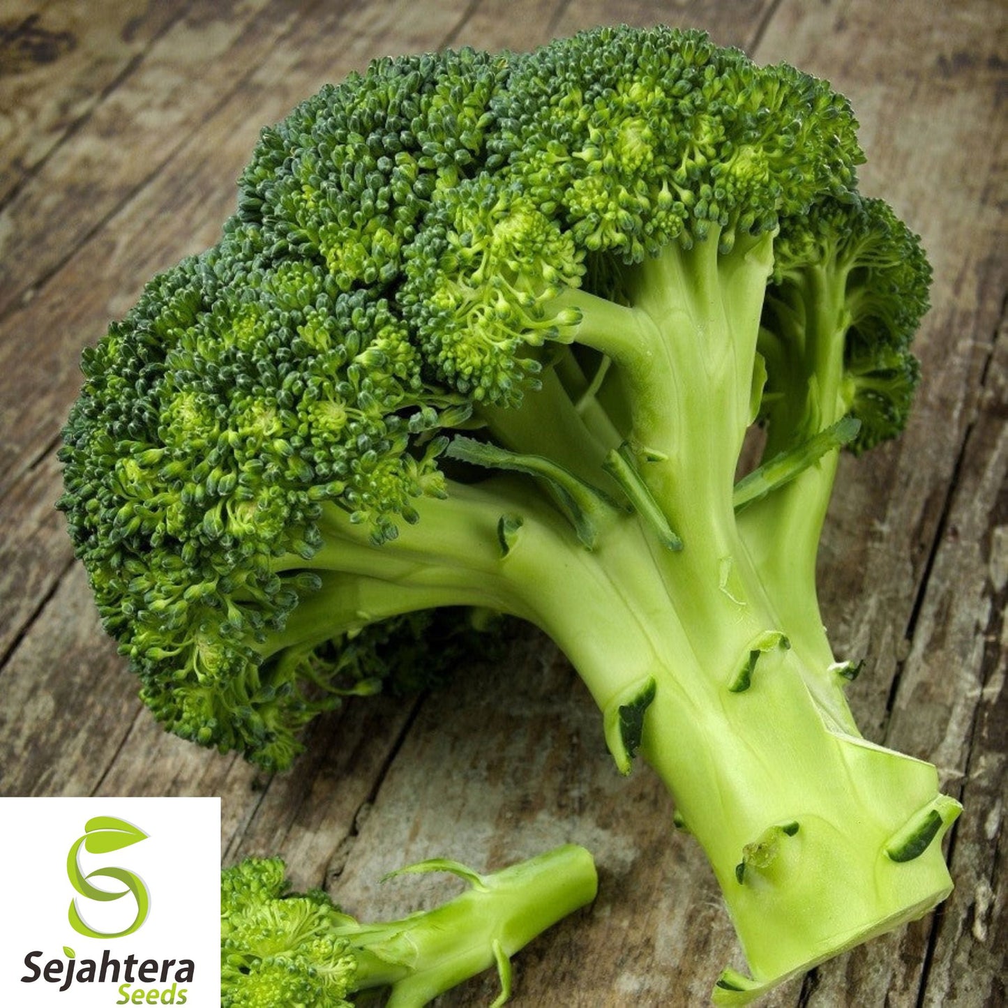 1000+ Waltham 29 Broccoli Seeds - Heirloom, Organic, Non-GMO, Cold-Hardy & Fresh