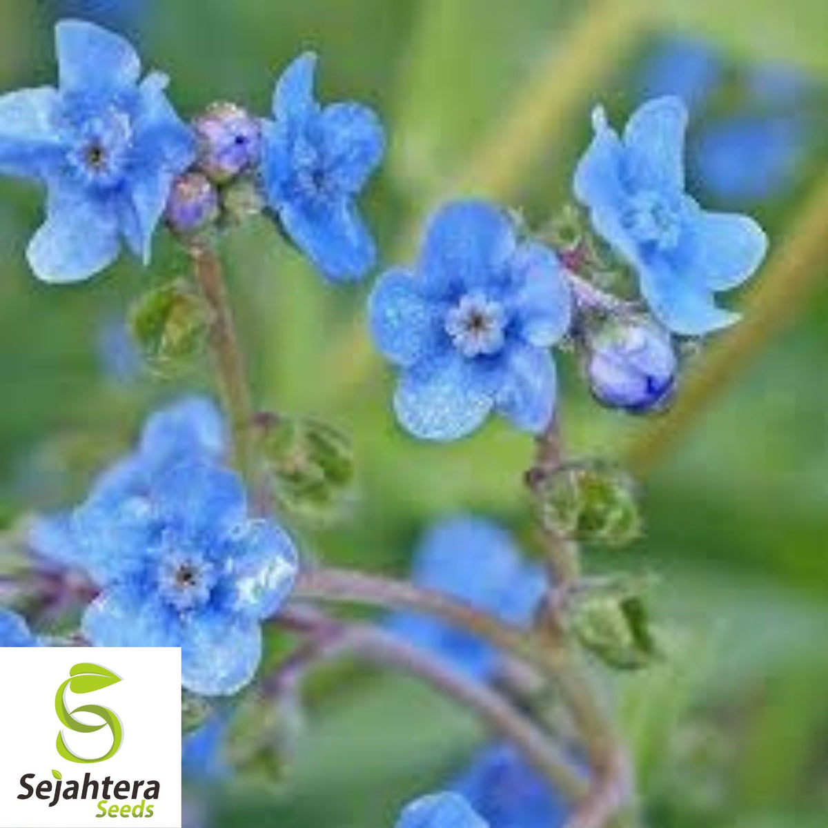 Blue Forget Me Not Seeds {Cynoglossum Amabile} Vibrant Blues | 200+ Seeds