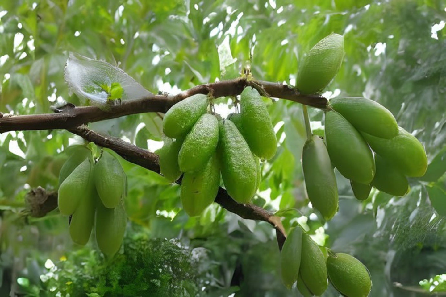 10x Fresh Bilimbi Seeds, Exotic Sorrel Cucumber, Averrhoa Bilimbi, Easy to Grow Fruit Tree Seeds, Ideal for Juices and Cooking