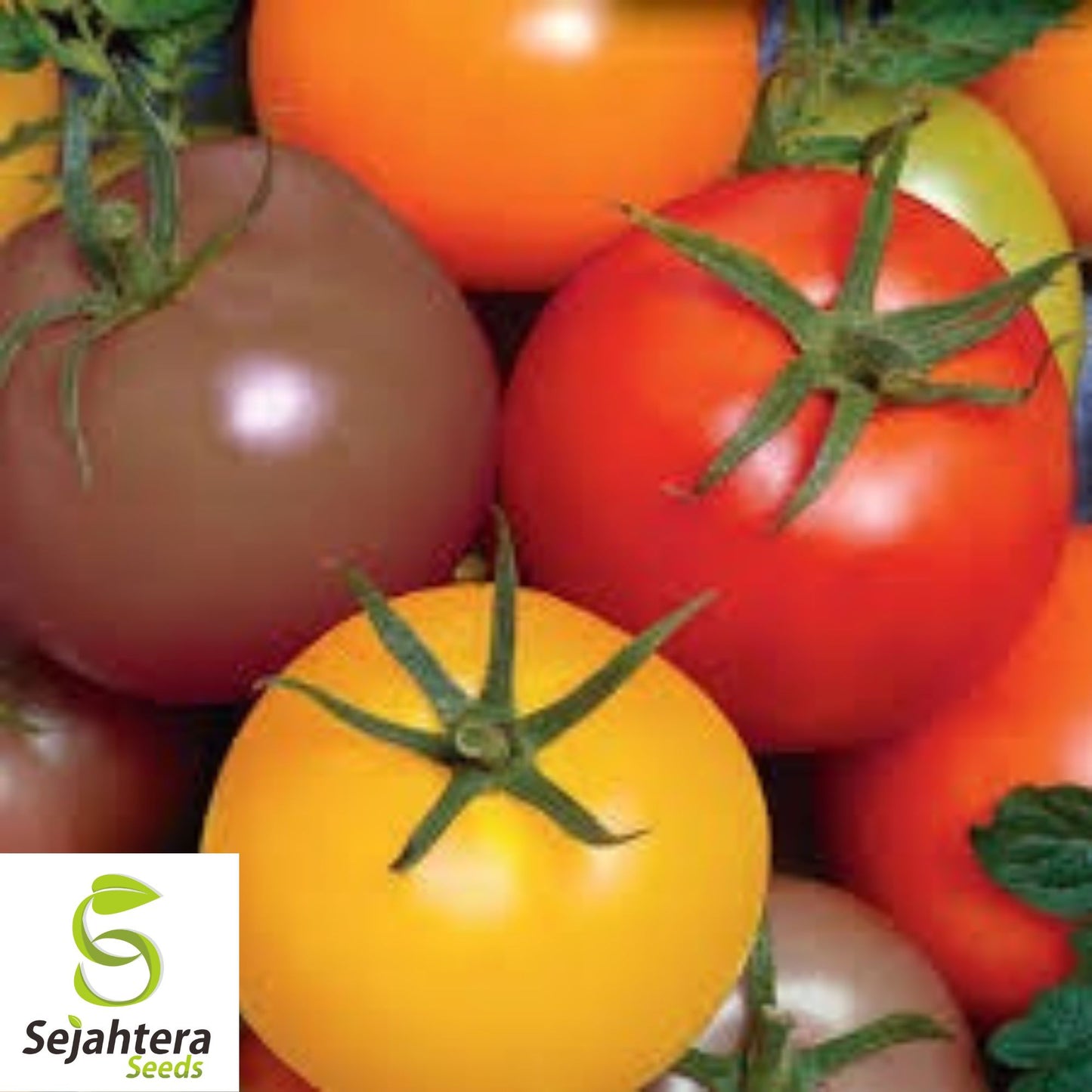 Rainbow Cherry Tomato Seeds - 120+ Heirloom - Organic, Non-GMO & Colorful