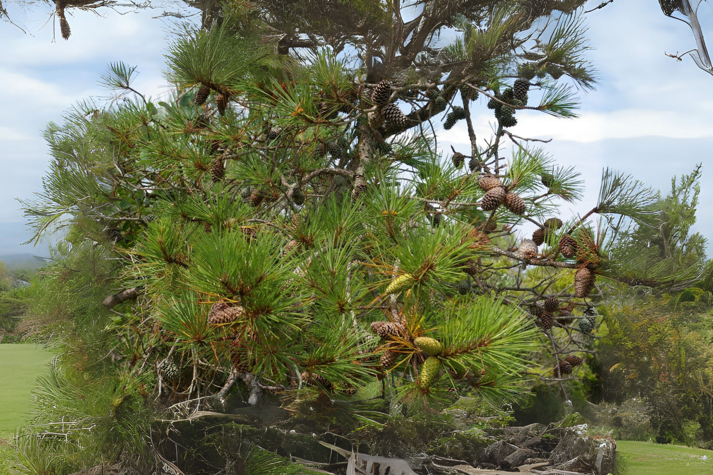 Improved Loblolly Pine (Pinus taeda Improved)