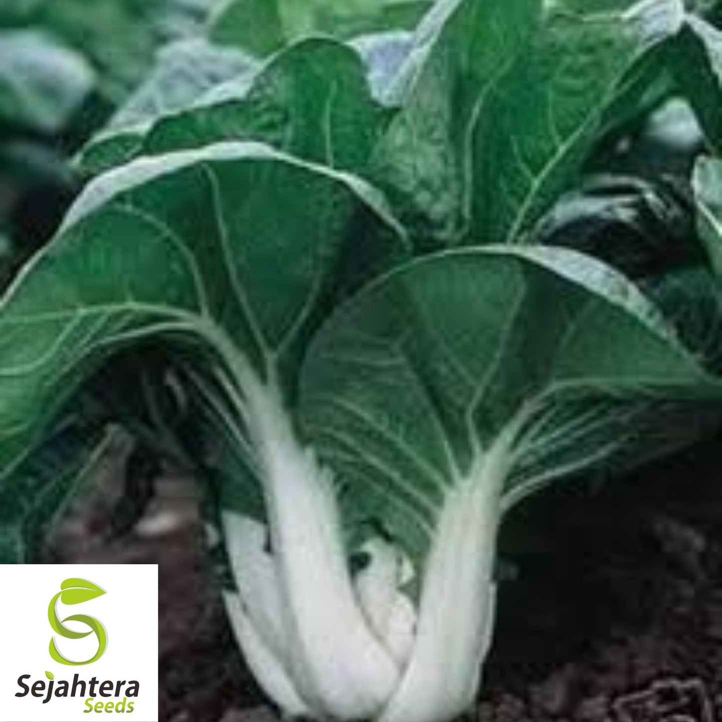 Pak Choi Chinese Cabbage Seeds {Brassica rapa} 800+ Seeds