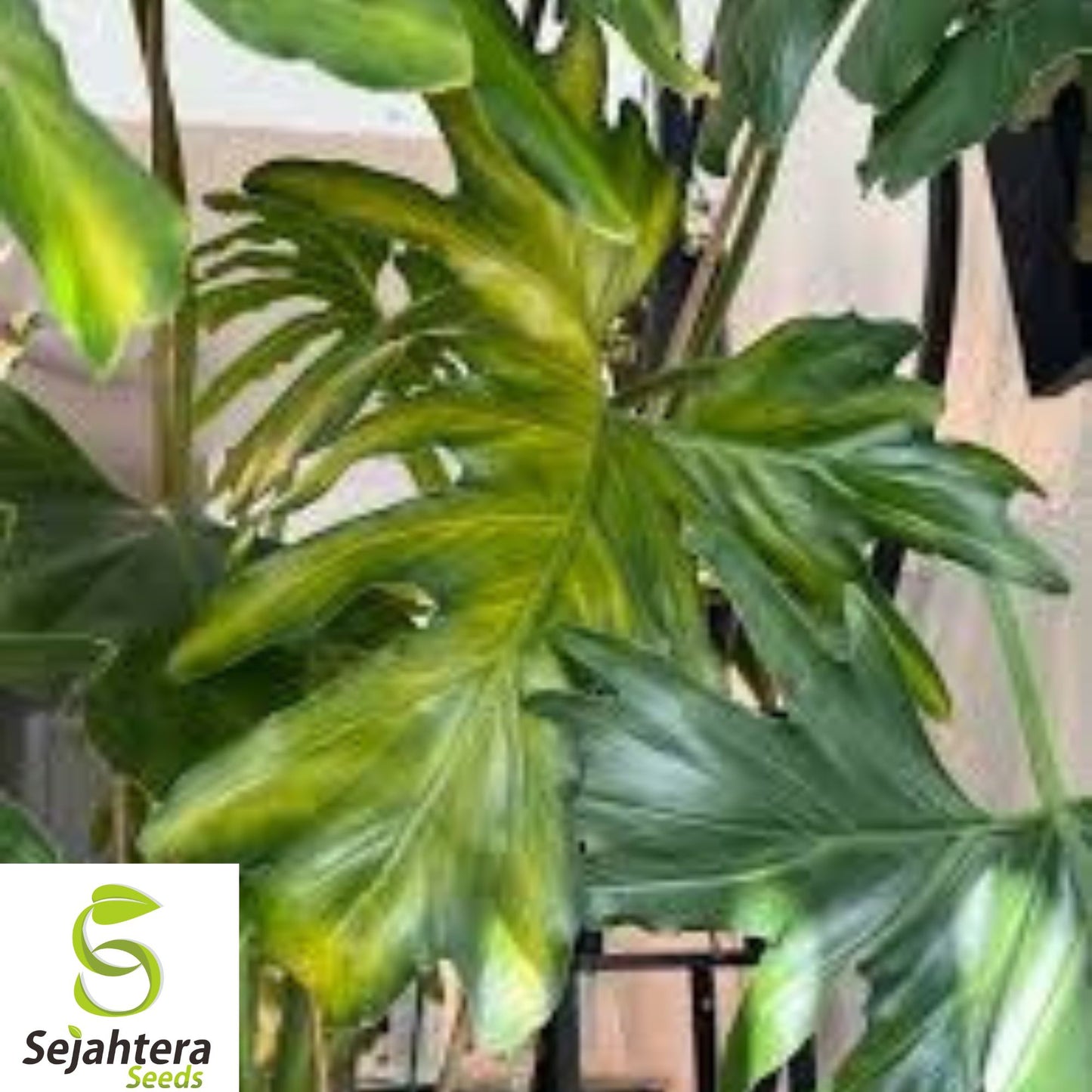 10+ Split Leaf Philodendron Seeds - Philodendron Selloum, Tropical & Lush