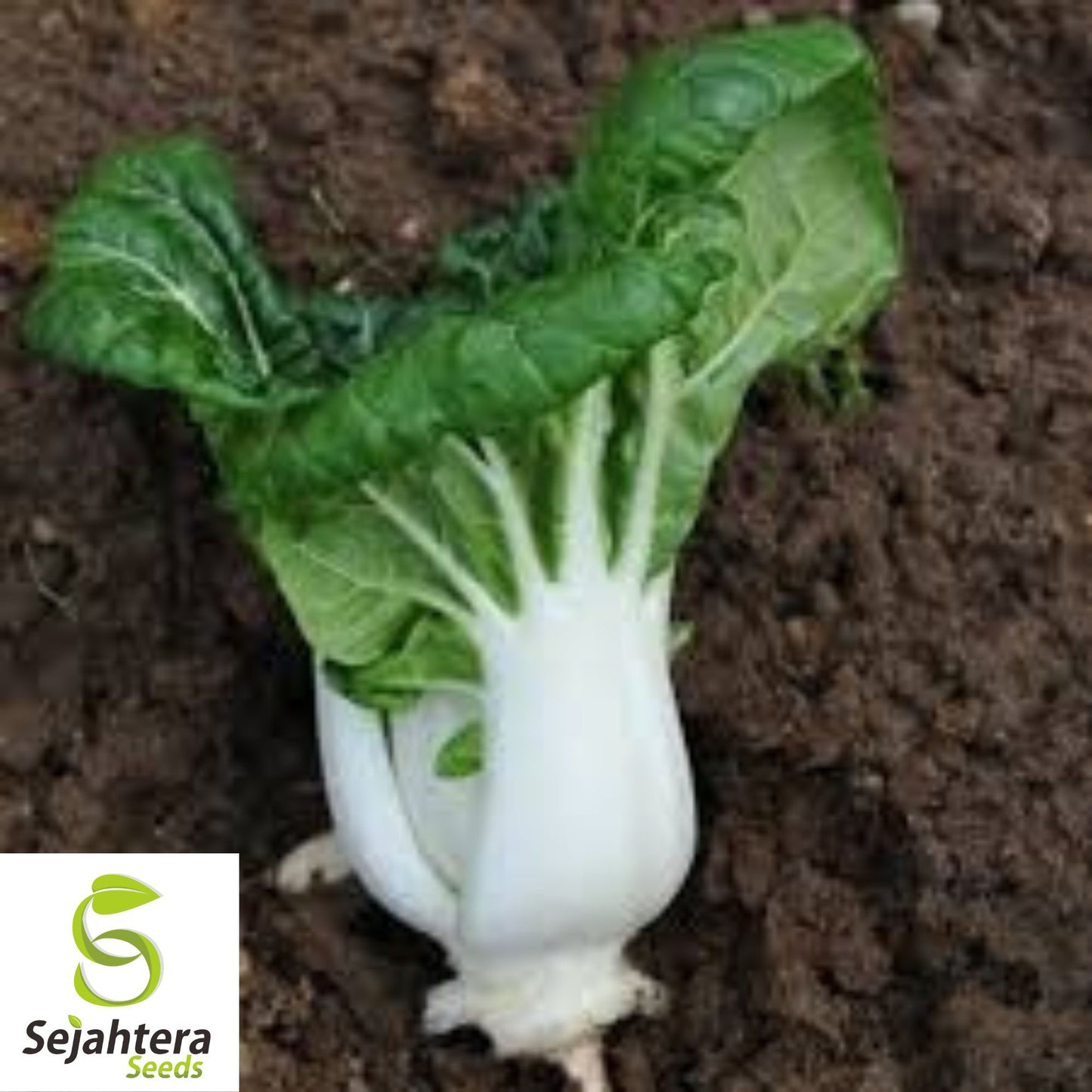 Pak Choi Chinese Cabbage Seeds {Brassica rapa} 800+ Seeds