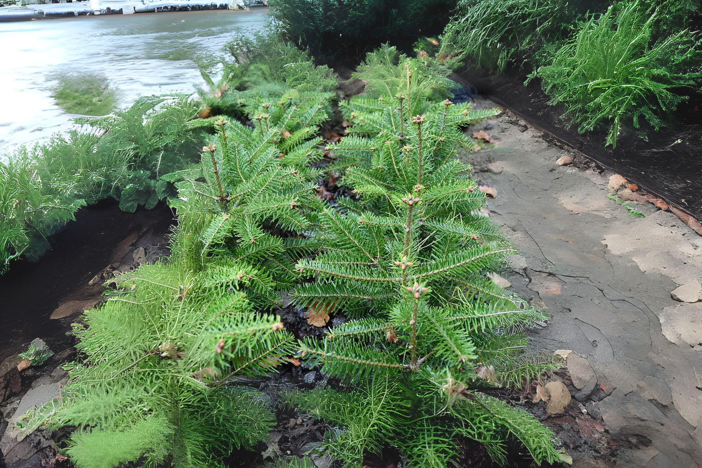 Kongsora Bornmullers Fir Kongsora Turkish Fir (Abies bornmuelleriana Kongsora)