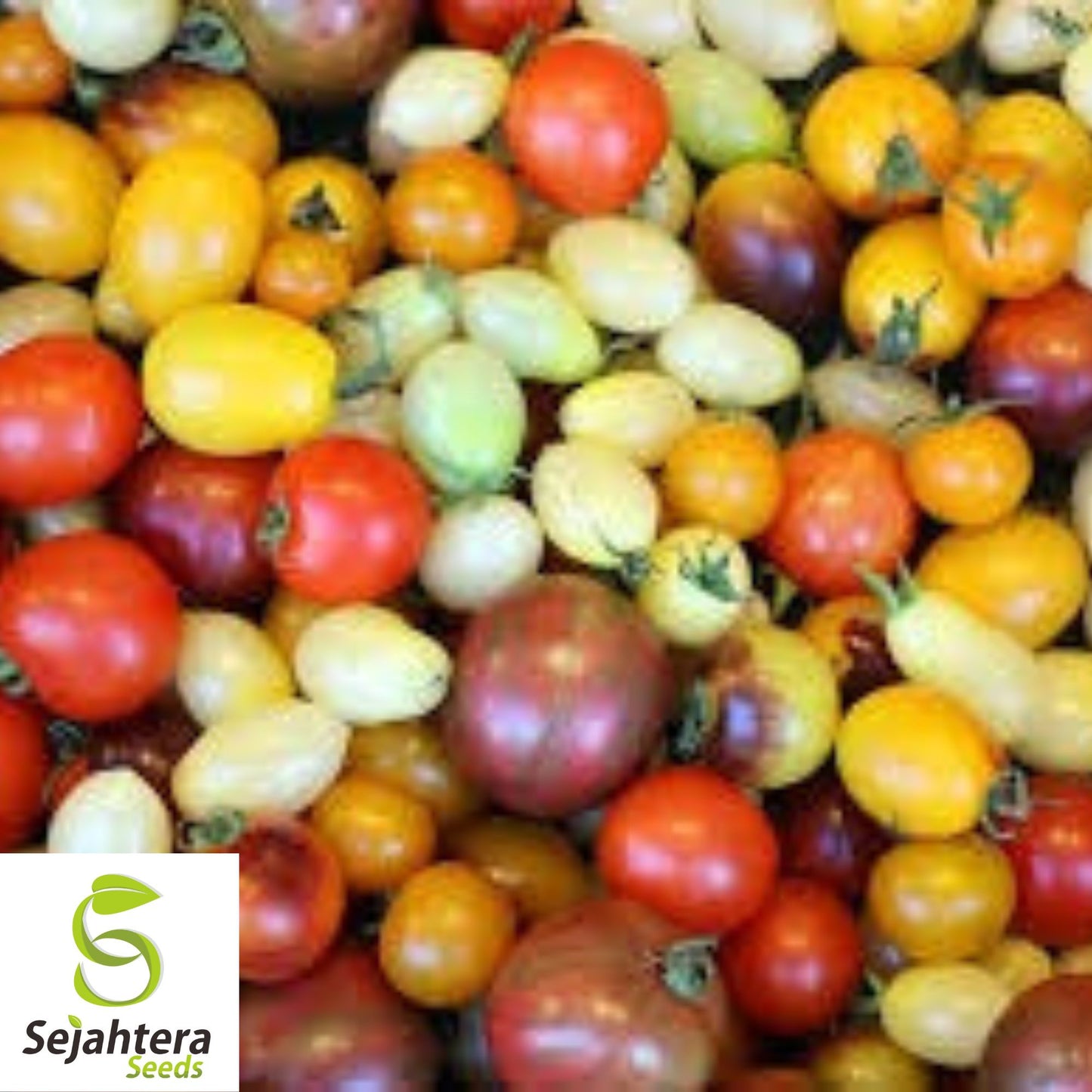 Rainbow Cherry Tomato Seeds - 120+ Heirloom - Organic, Non-GMO & Colorful