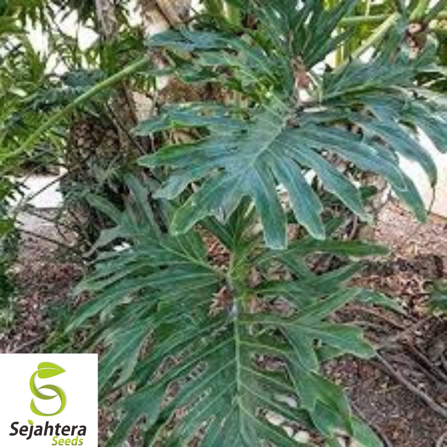 10+ Split Leaf Philodendron Seeds - Philodendron Selloum, Tropical & Lush
